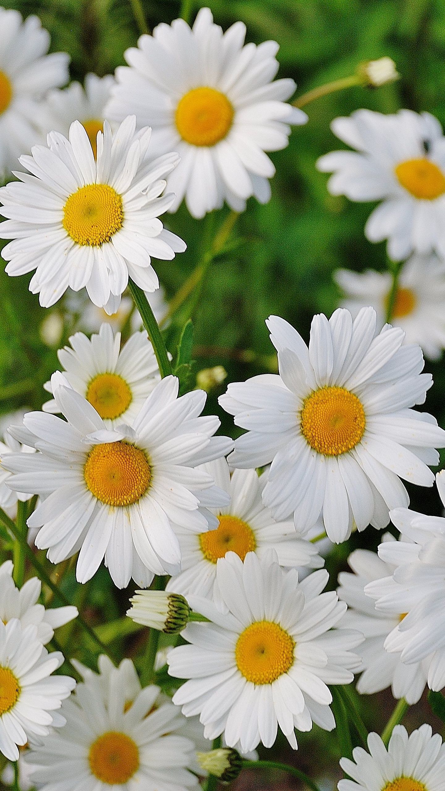 Download wallpaper 1440x2560 daisies, flowers, petals, grass qhd samsung galaxy s s edge, note, lg g4 HD background