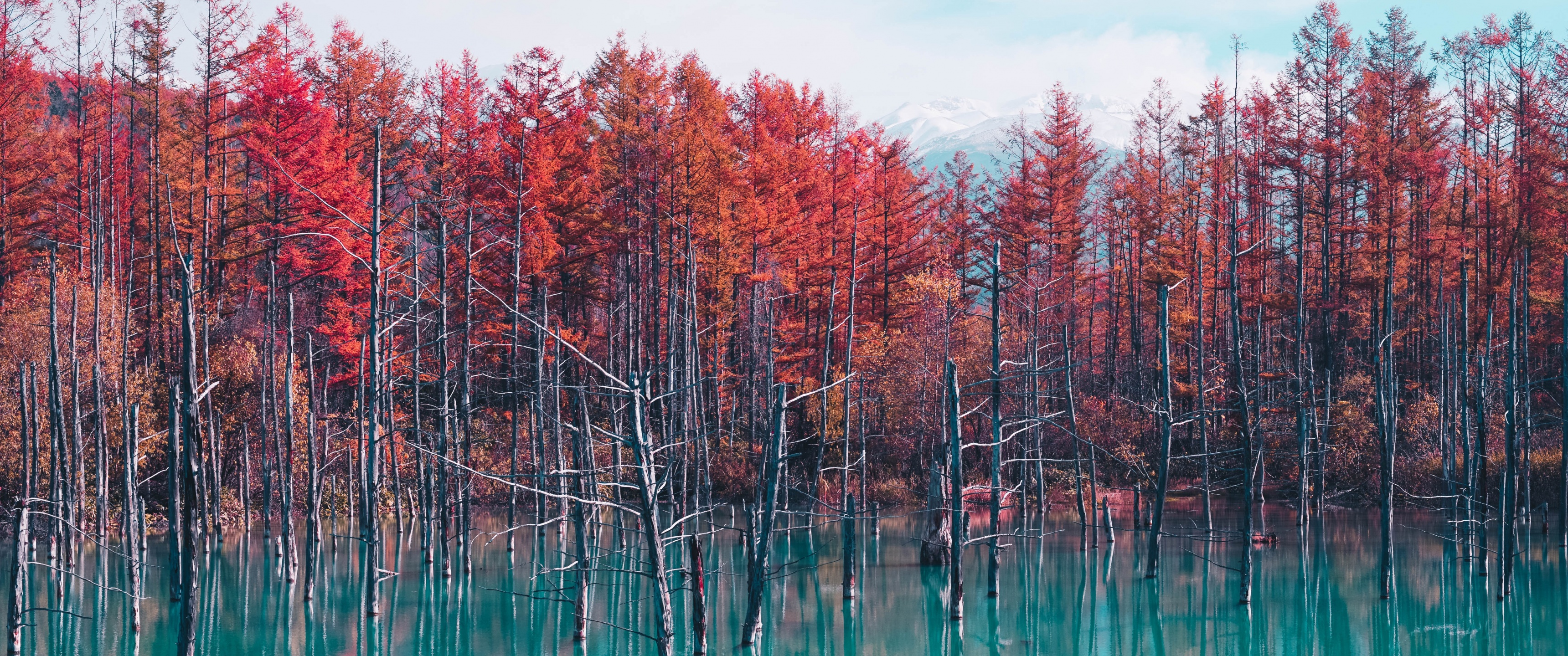 A forest of trees with red leaves in front of a lake - Nature