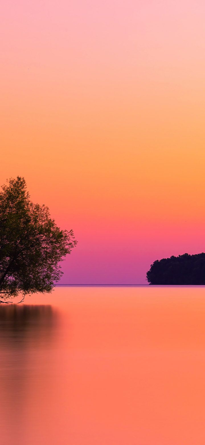 A tree on the water at sunset - Water