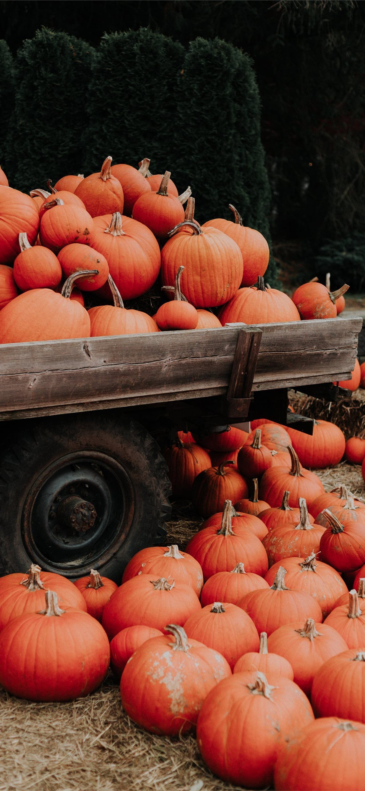 A cart full of pumpkins on a farm. - Fall, fall iPhone