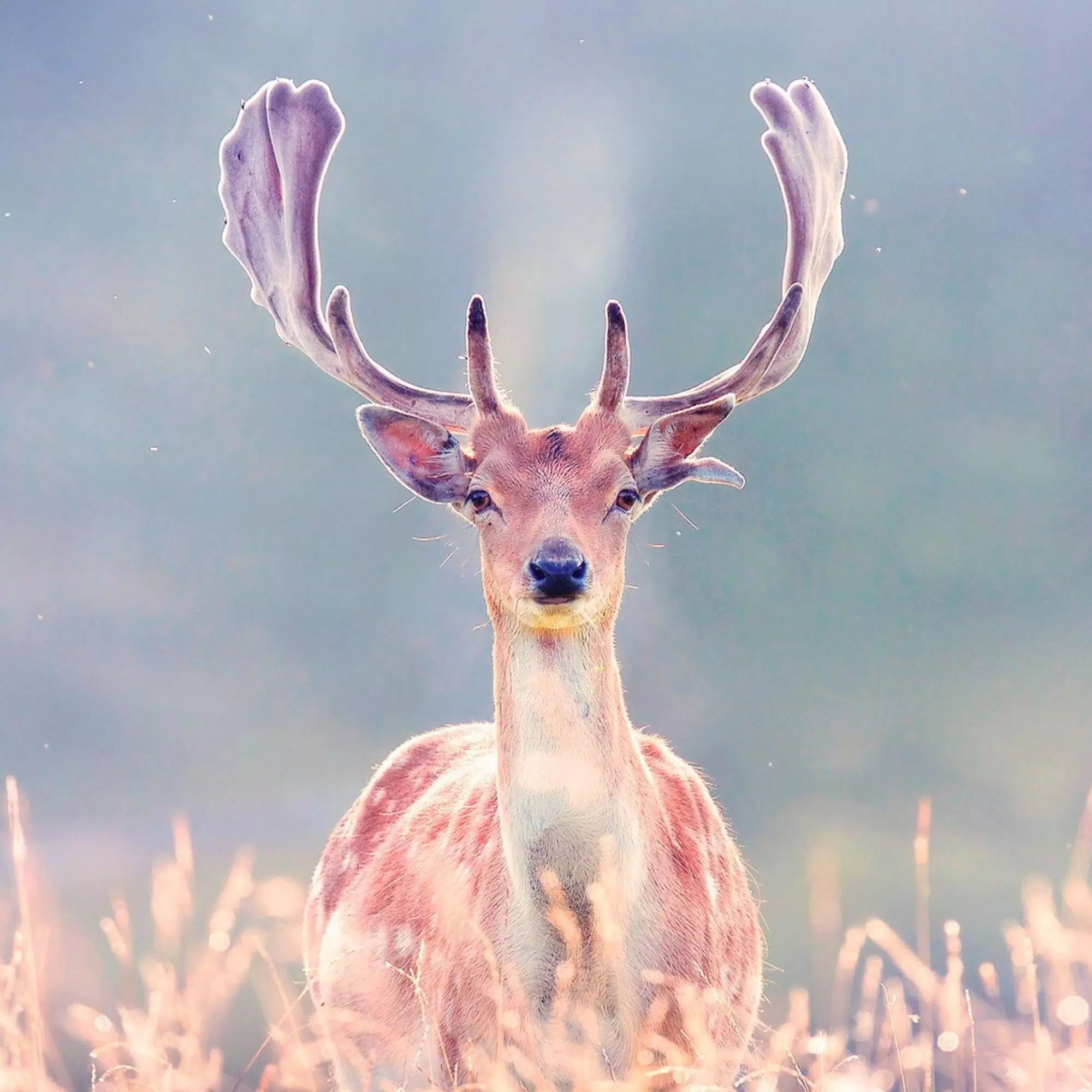 A deer with large antlers standing in the grass - Deer