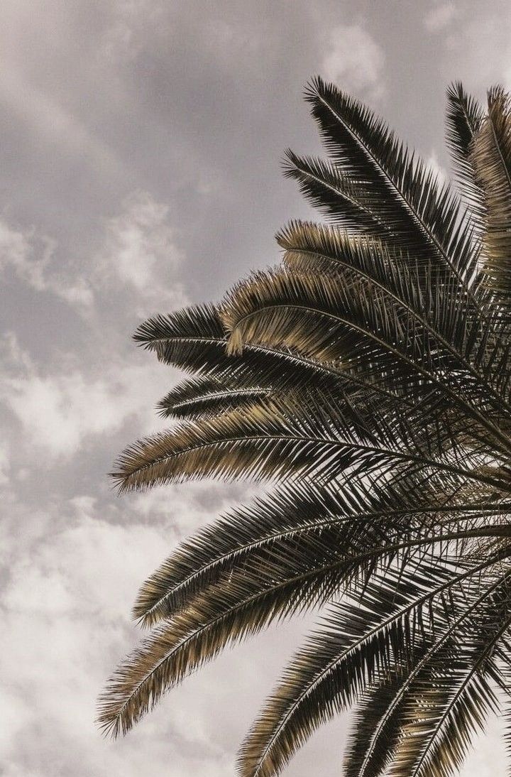 Image about photography in Aesthetically Pleasing by blueberryapplesauce. Palm trees wallpaper, Wallpaper, Nature photography