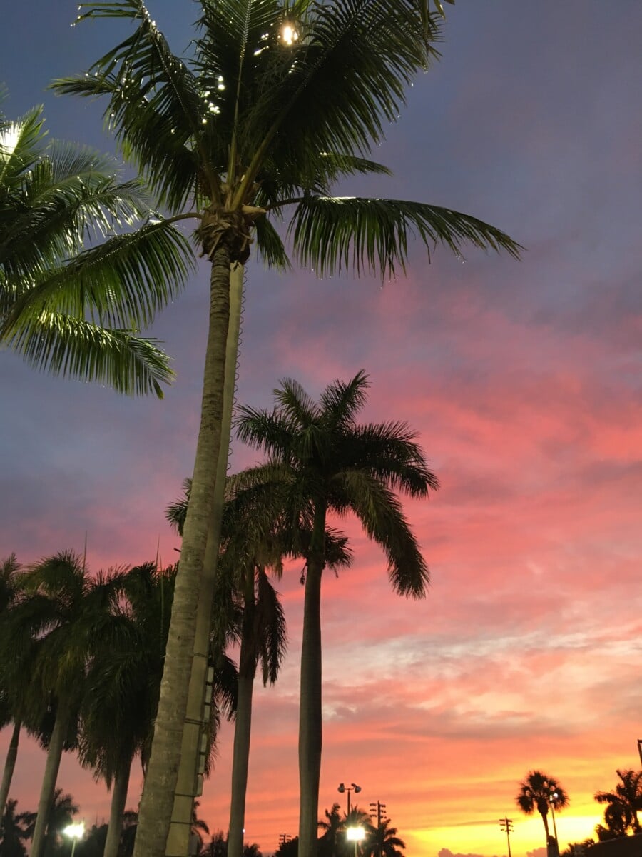 A sunset with palm trees in the foreground. - Florida