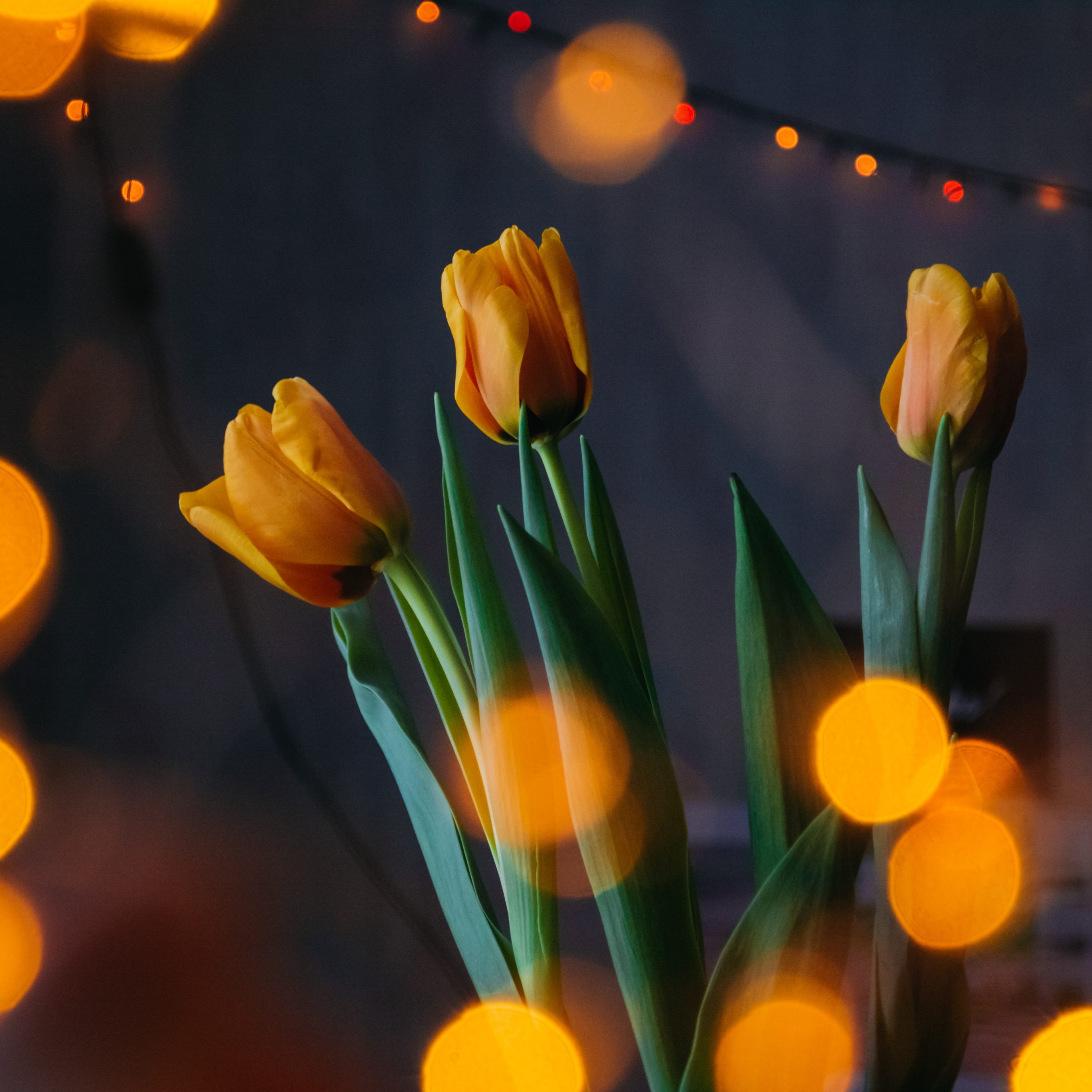 A photo of three yellow tulips with a blurred background. - Tulip