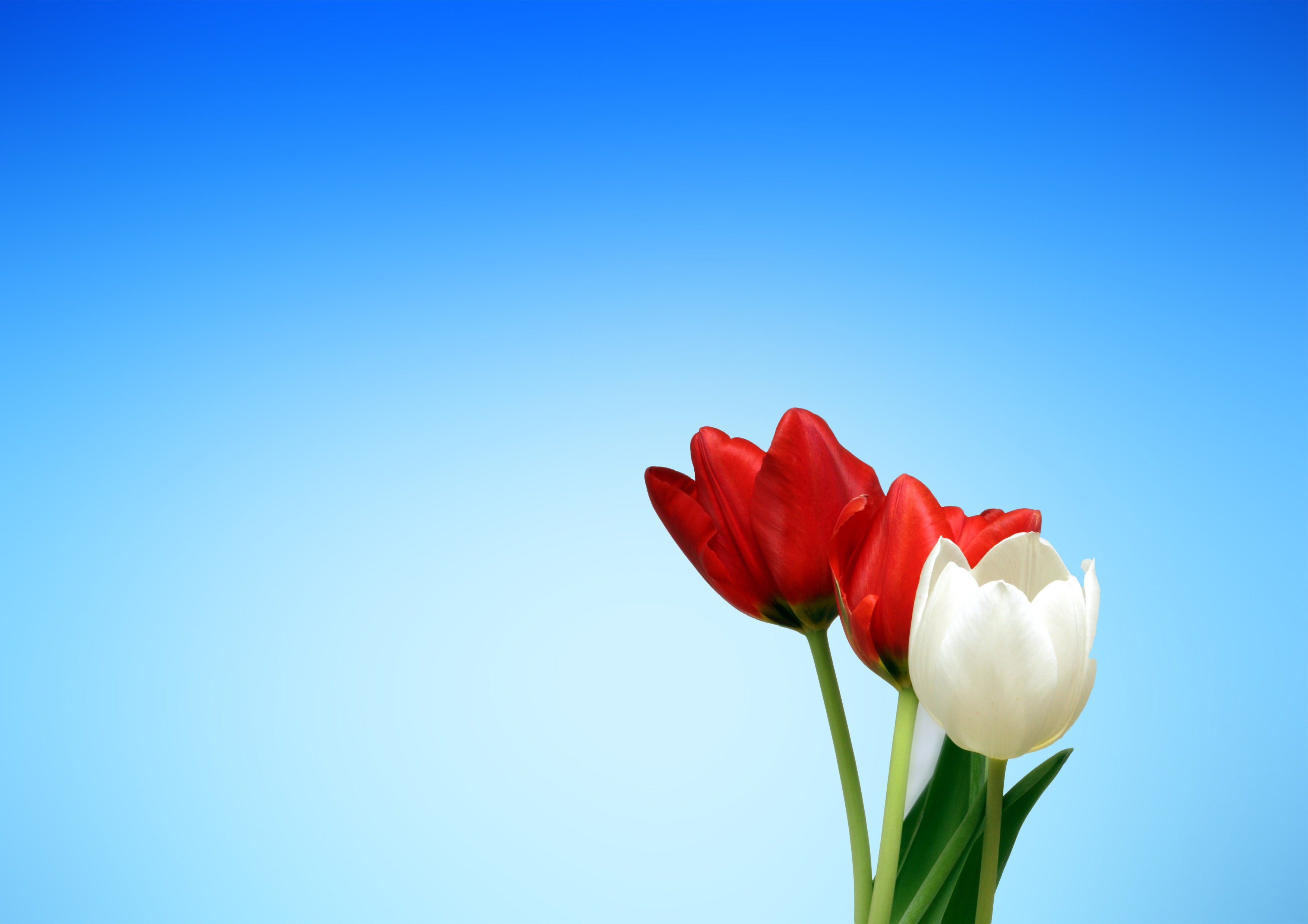 A red and white tulip in front of blue background - Tulip