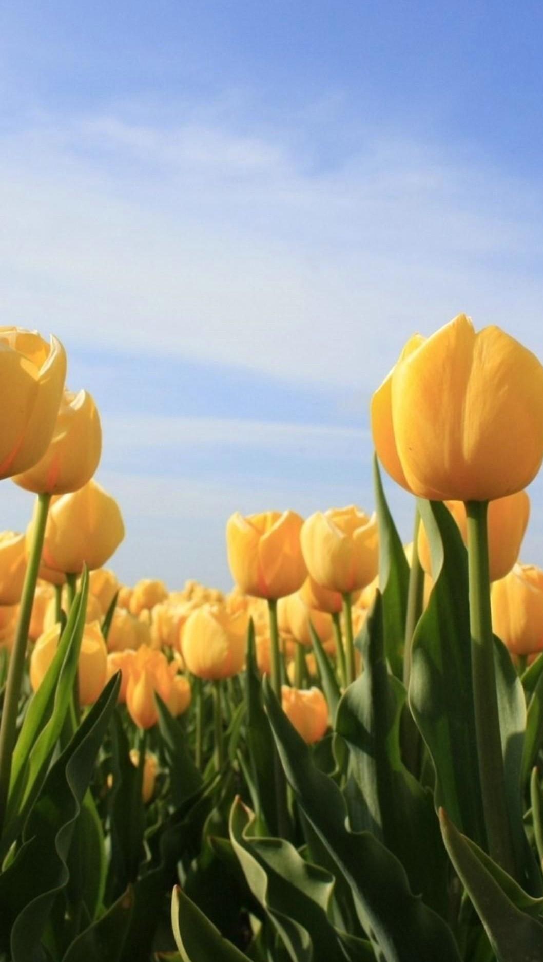 Tulip Wallpaper APK for Android Download
