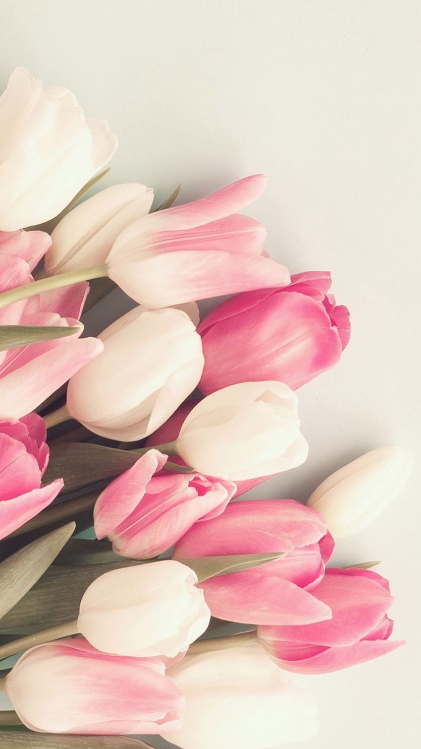 Background with pink tulips HD wallpaper