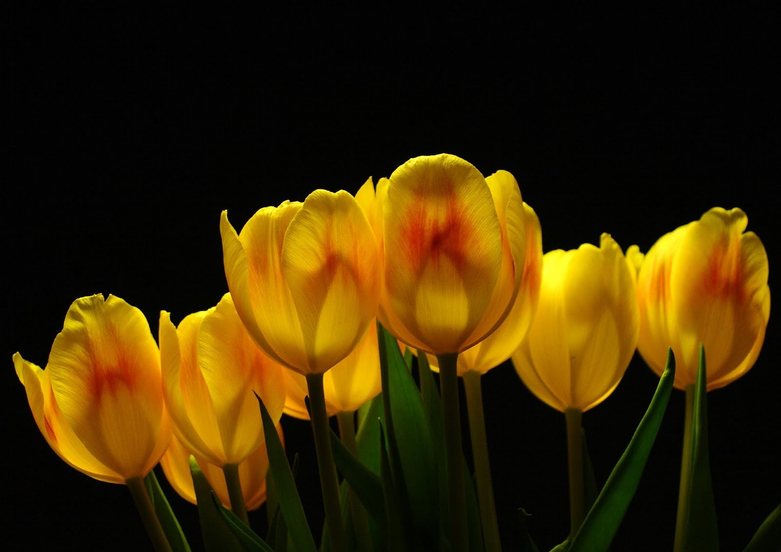 A vase of yellow flowers in front on black background - Tulip
