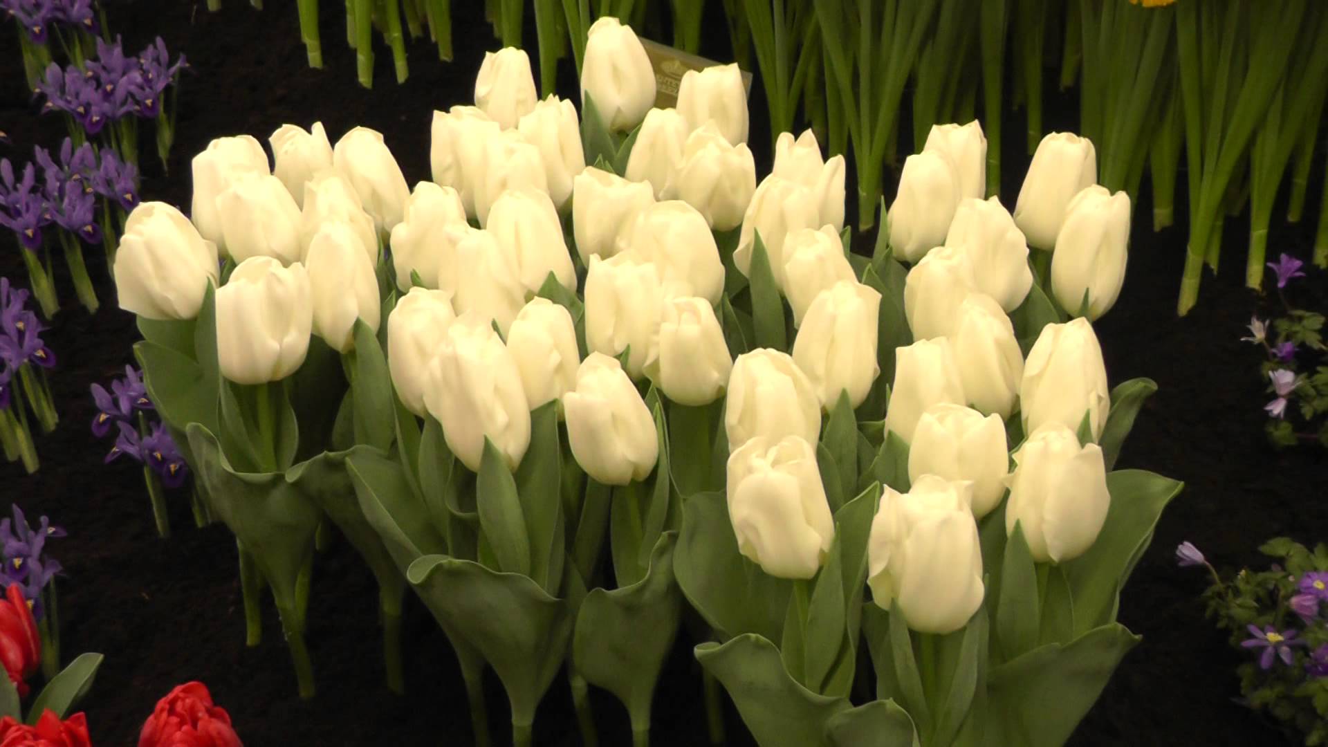 White tulips in a flower bed - Tulip
