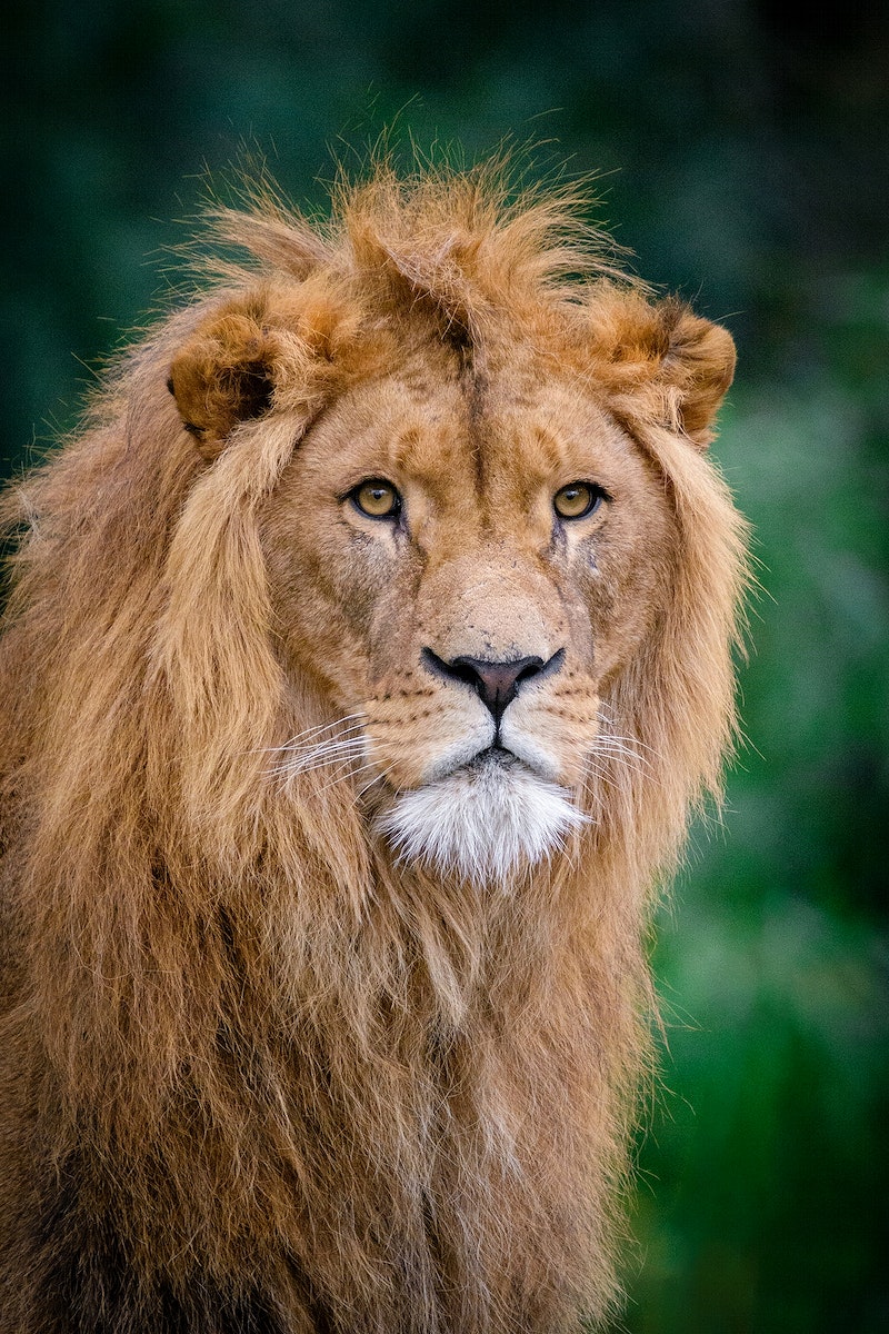 A lion looking at the camera with its fur blowing in wind - Lion