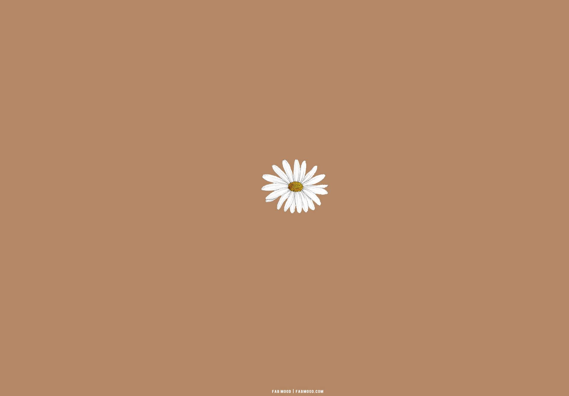 Download White Daisy On Beige Brown Aesthetic Wallpaper