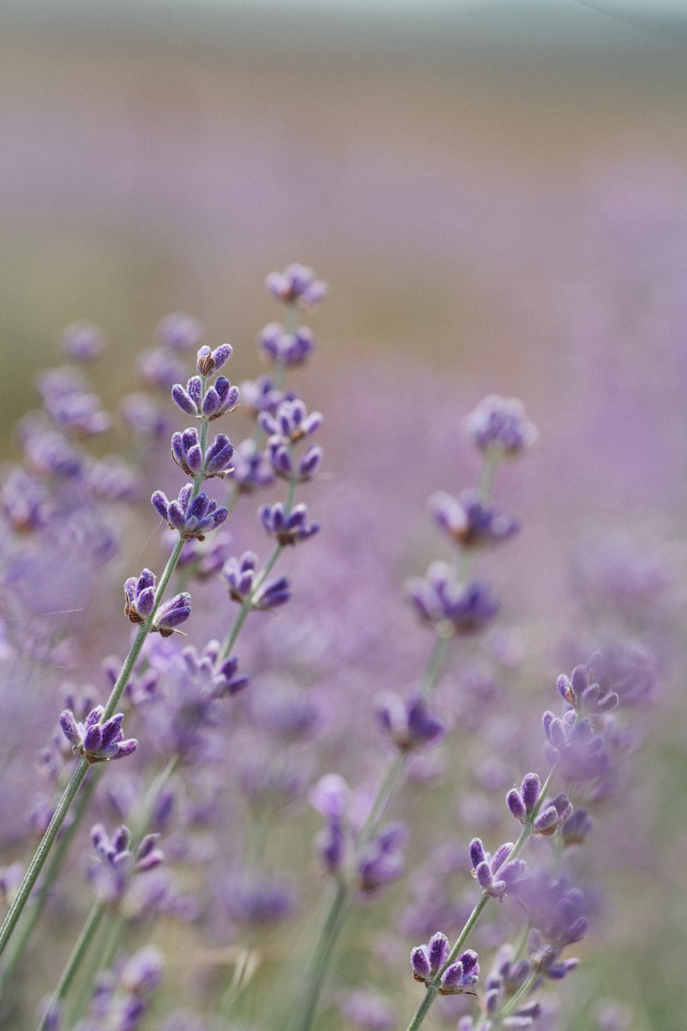 purple flower in tilt shift lens photo