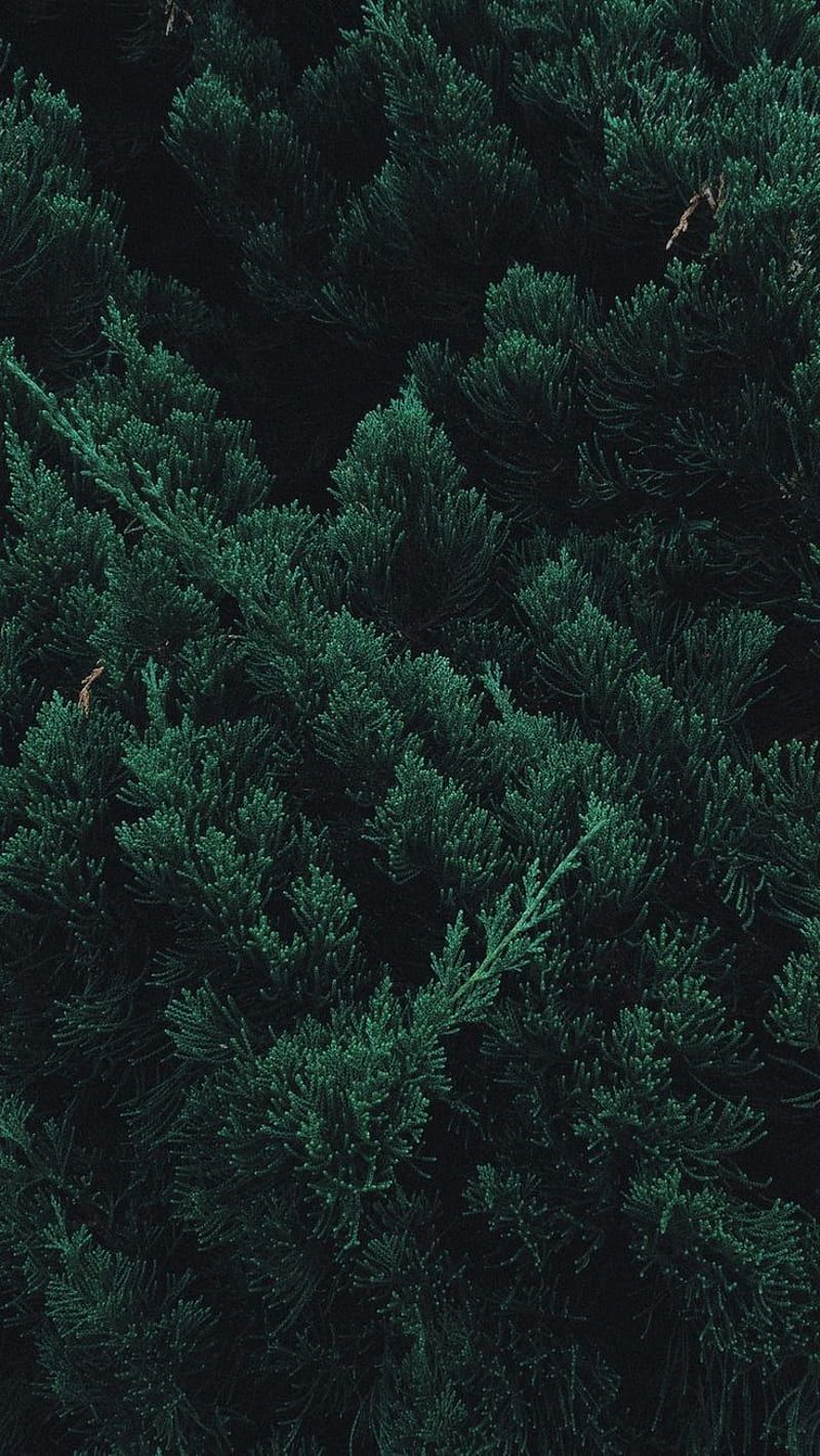 Leaves, plant, green, branches. Forest iphone, Green, Dark green aesthetic, Dark Green Jungle, HD phone wallpaper