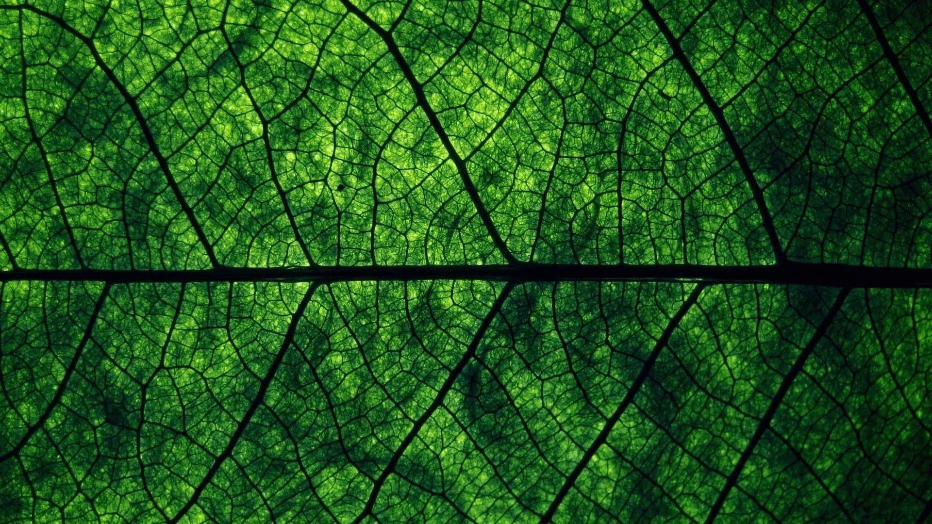 A close up of the leaf - Dark green