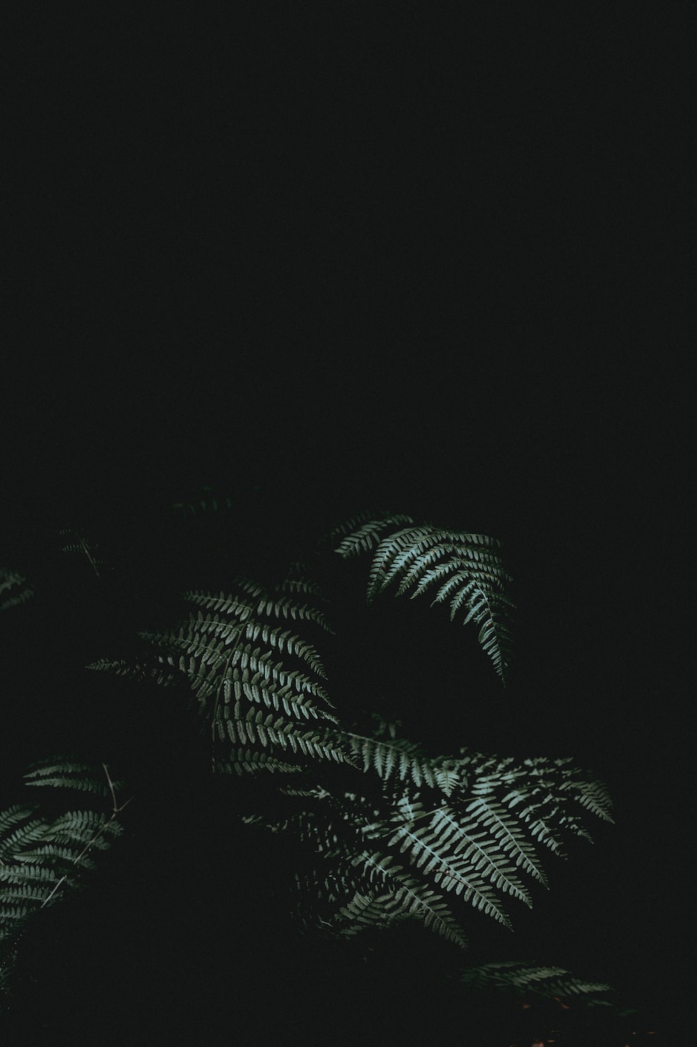 Ferns in the dark - Dark green