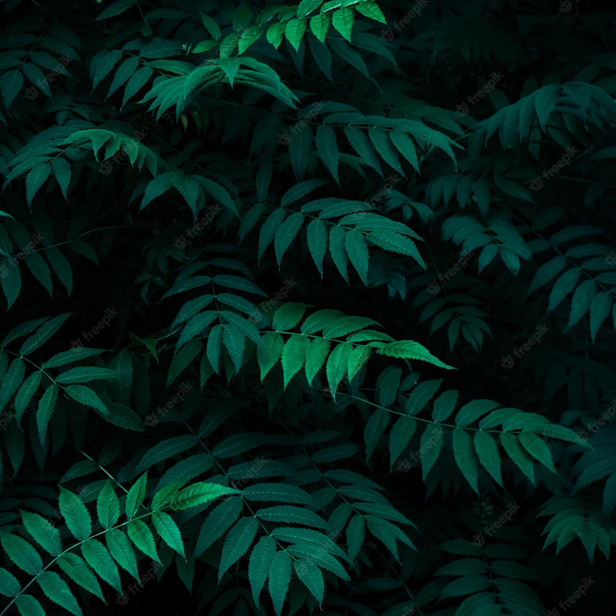 Premium Photo. Green leaves pattern summer natural plant background wallpaper dark texture of fresh foliage in night greenery backdrop for design