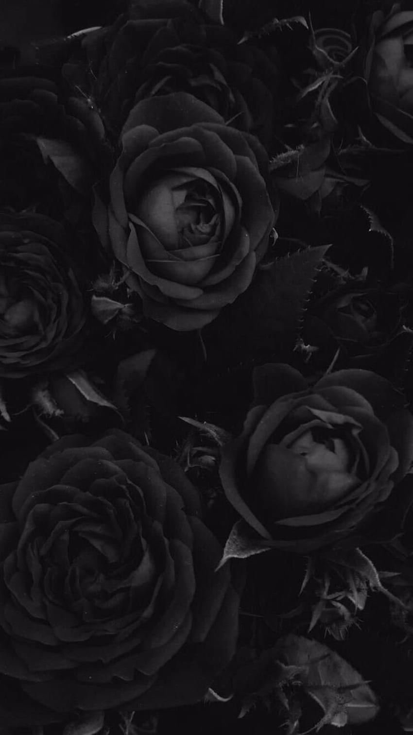 Black and white photo of a bunch roses - Black rose