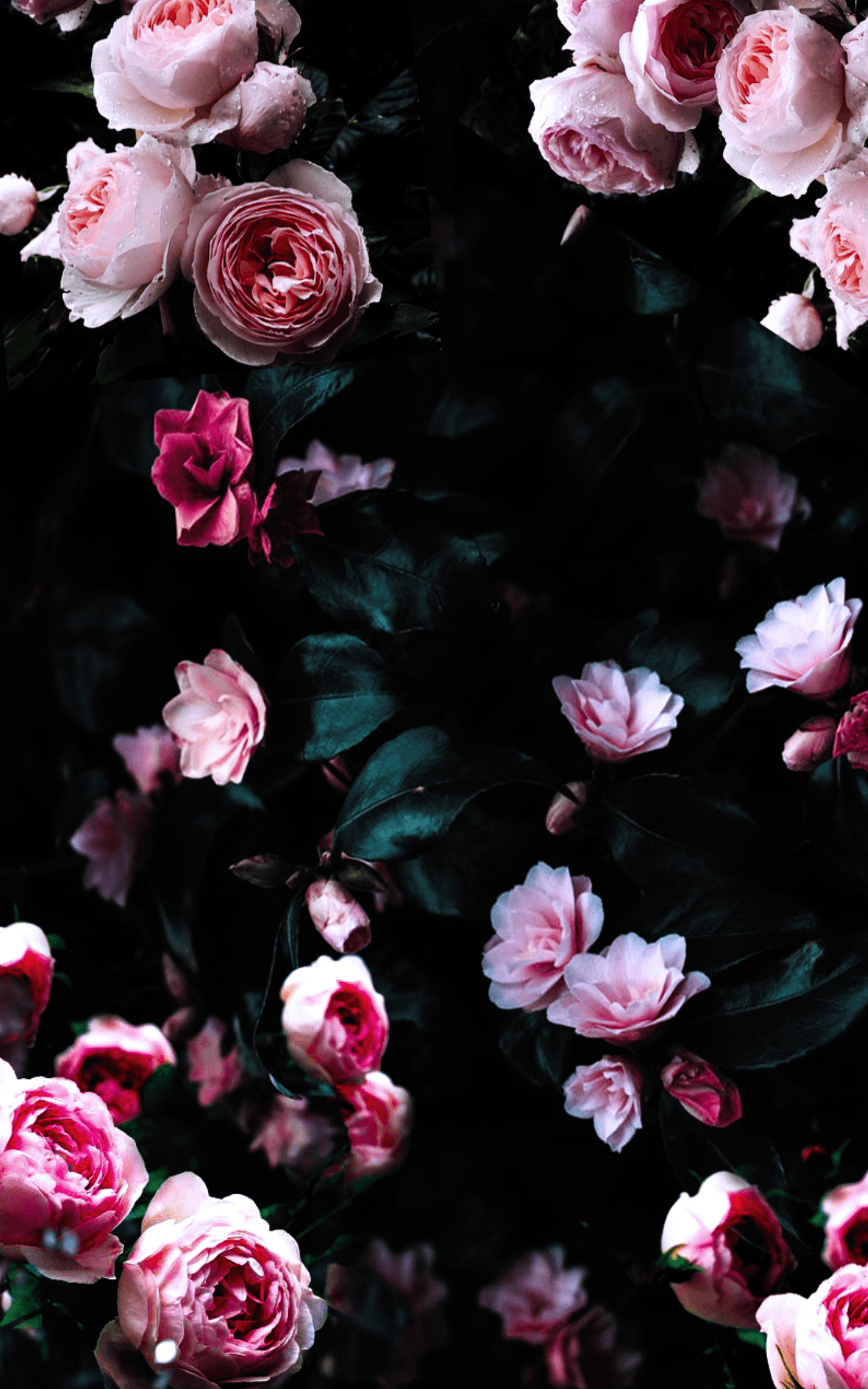 A close up of some flowers in the dark - Black rose