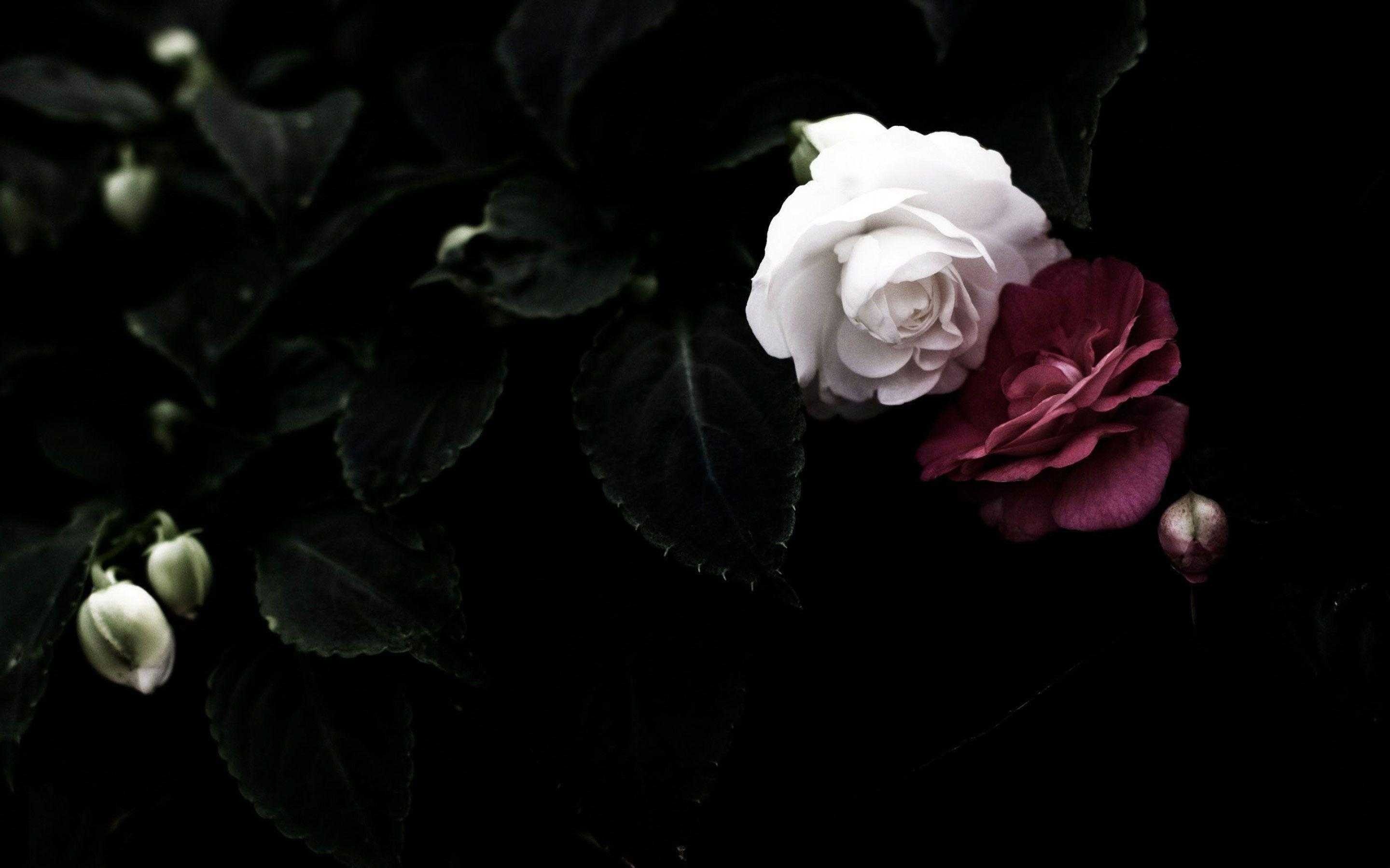 Two roses, one white and one pink, are shown in a dark setting. - Black rose, roses