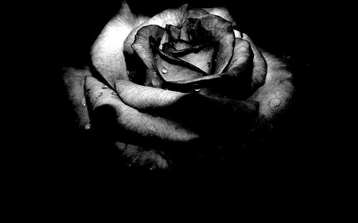 A black rose with water droplets on it. - Black rose