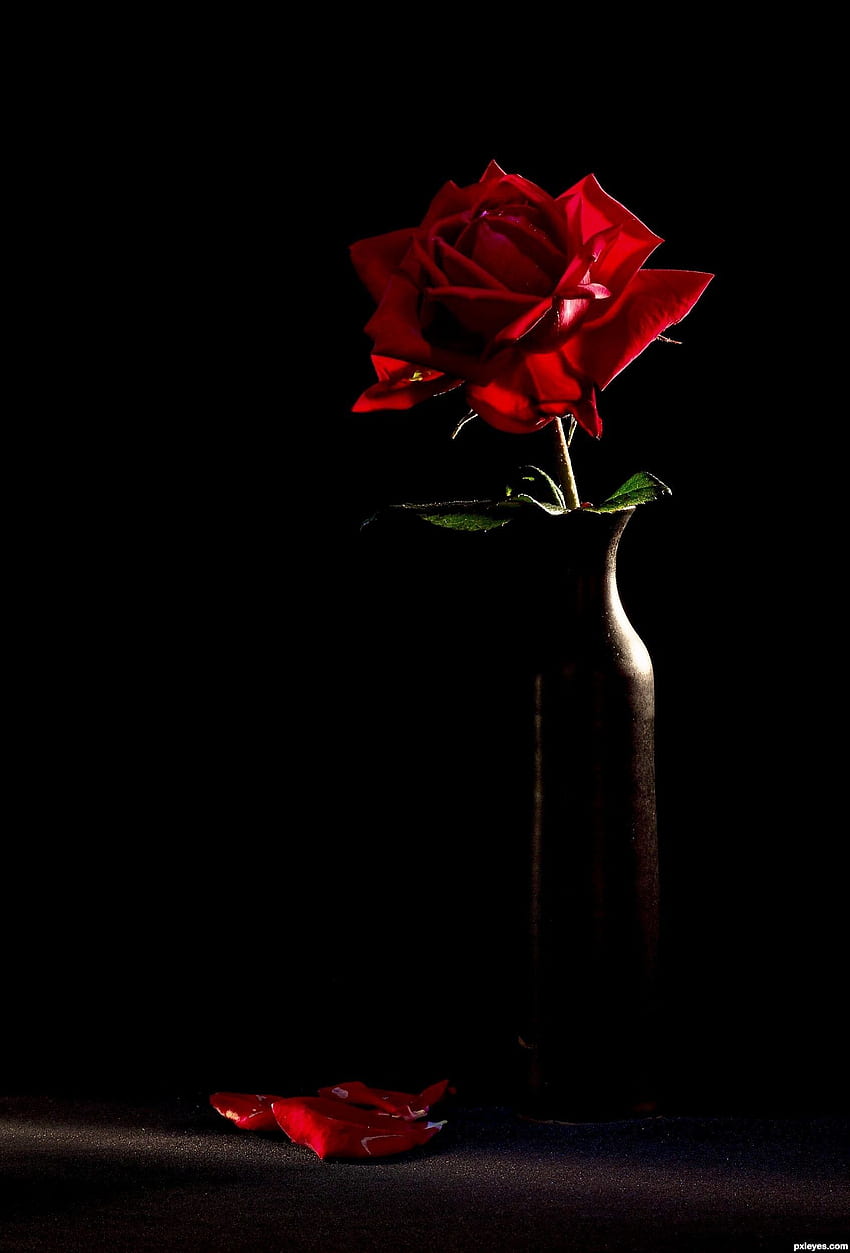 A vase with one red rose in it - Black rose