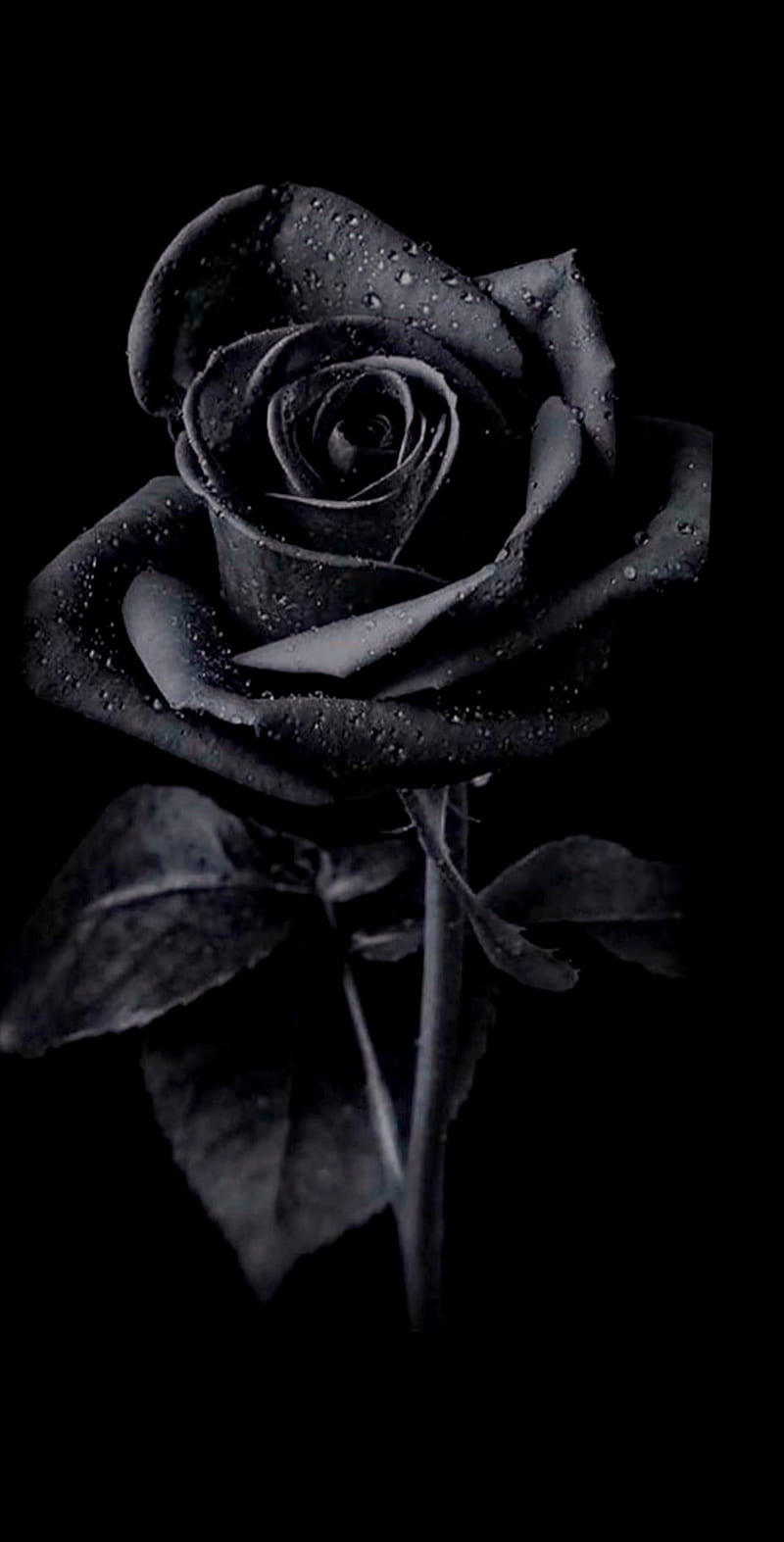 A black rose in the dark - Black rose