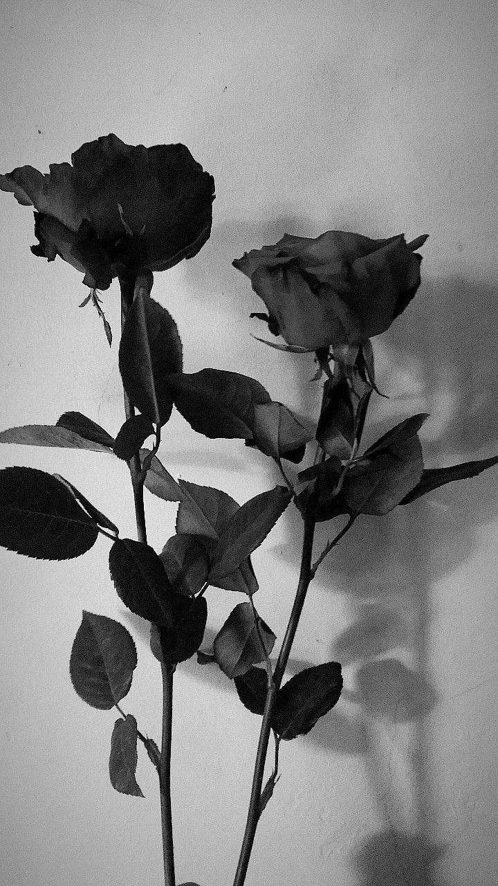 A black and white photo of two roses - Black rose