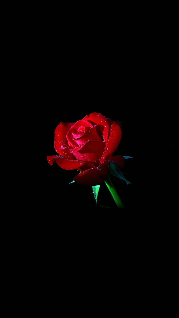 Elegant Dew Rose In Dark iPhone 8 Wallpaper Free Download