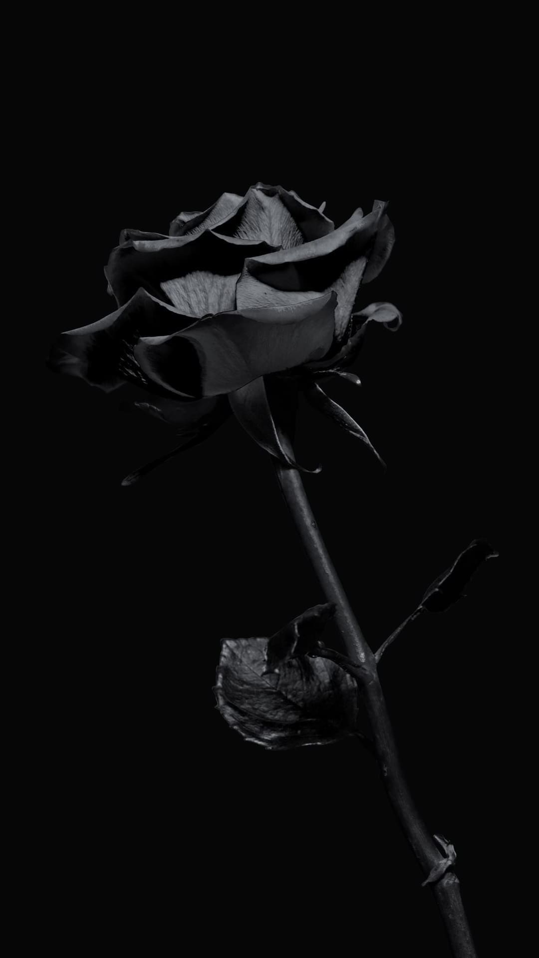 A black and white photo of the rose - Black rose