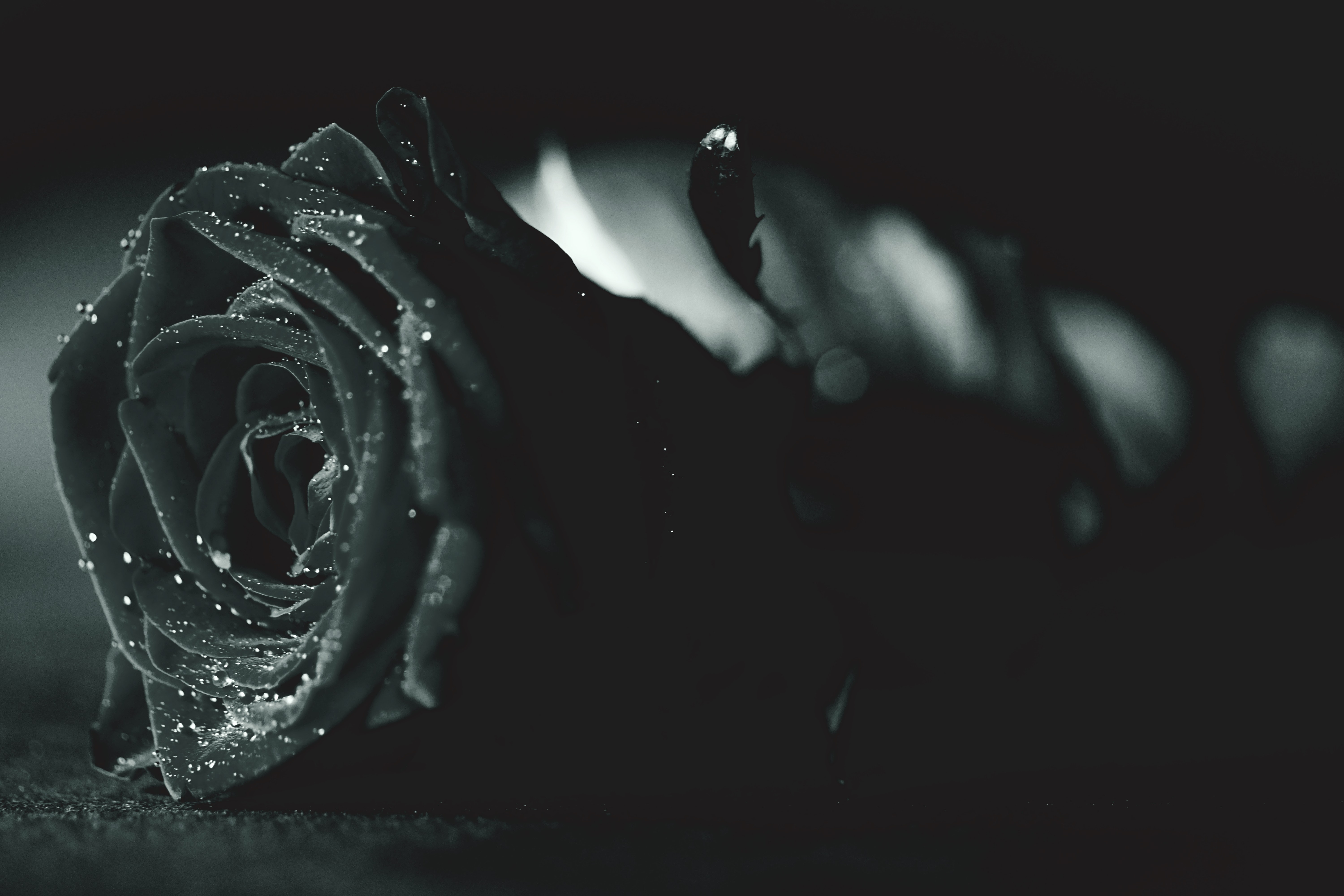 Black Roses Photo, Download The BEST Free Black Roses & HD Image
