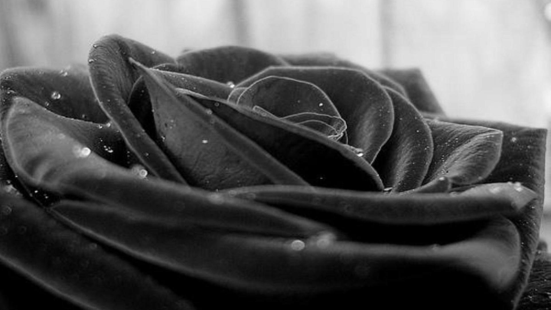 Black and white rose - Black rose