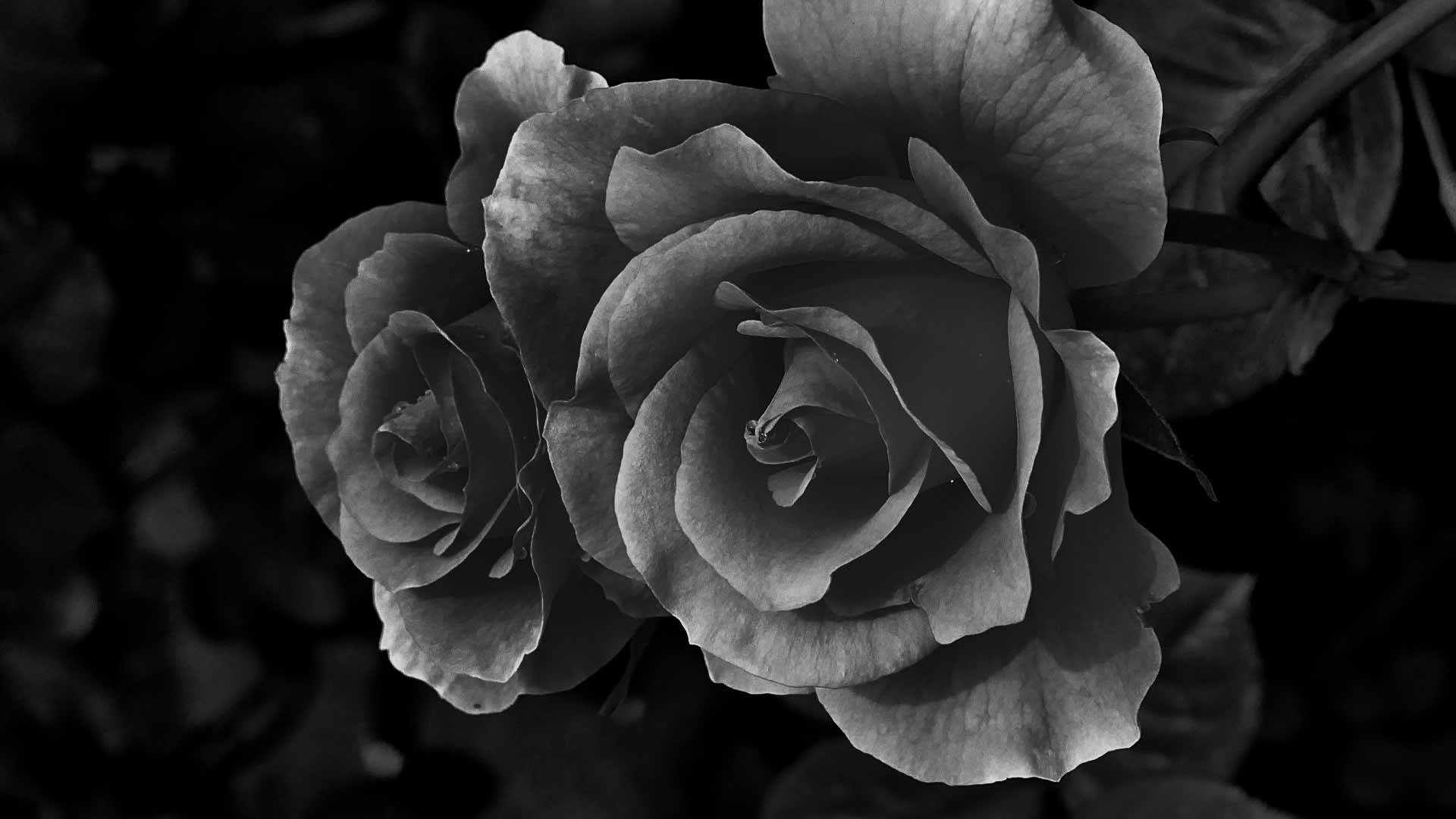 Black and white roses - Black rose