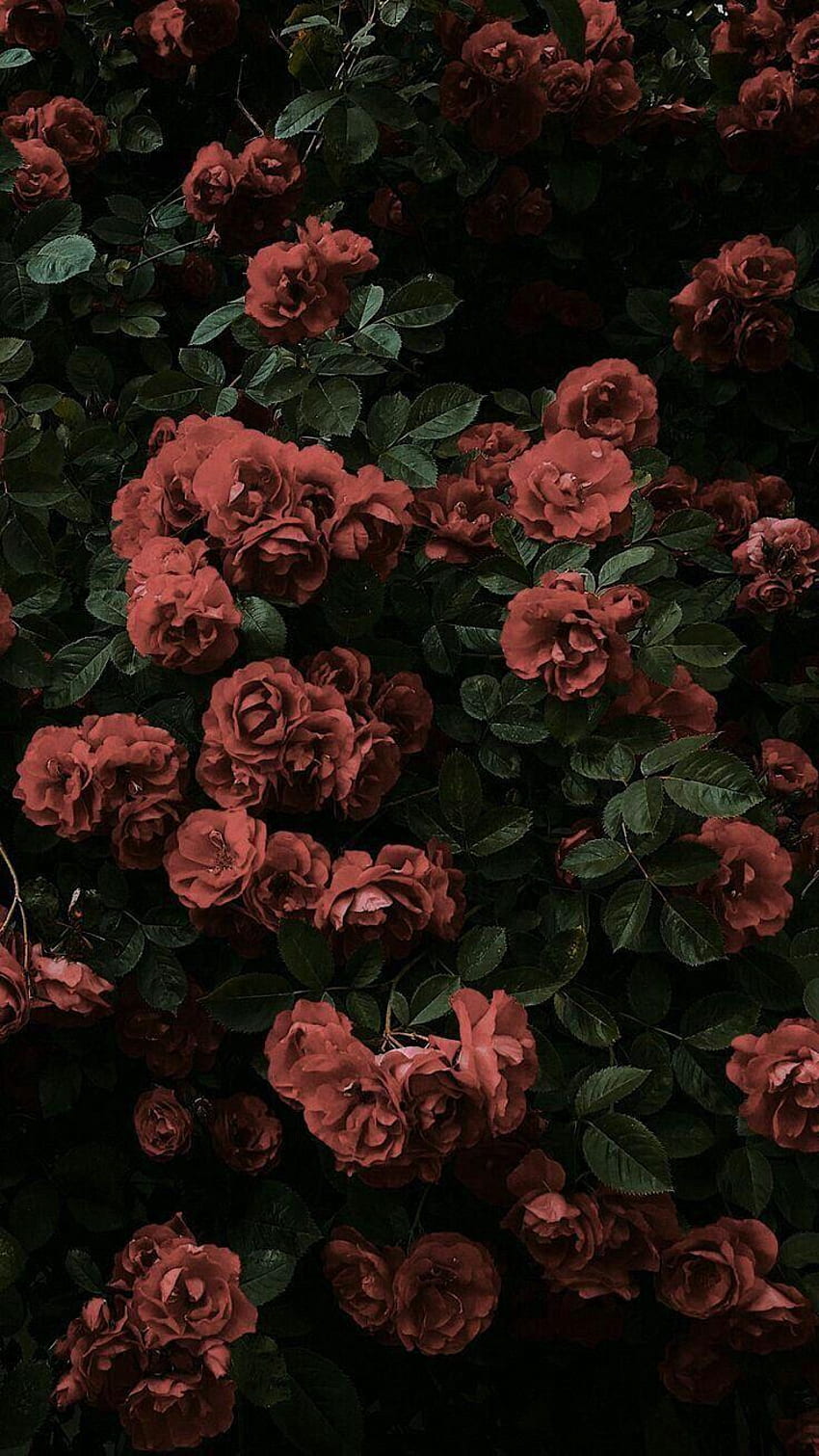 Black rose aesthetic HD wallpaper