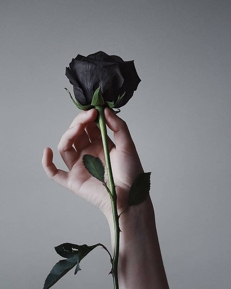 A hand holding a black rose against a white background - Black rose