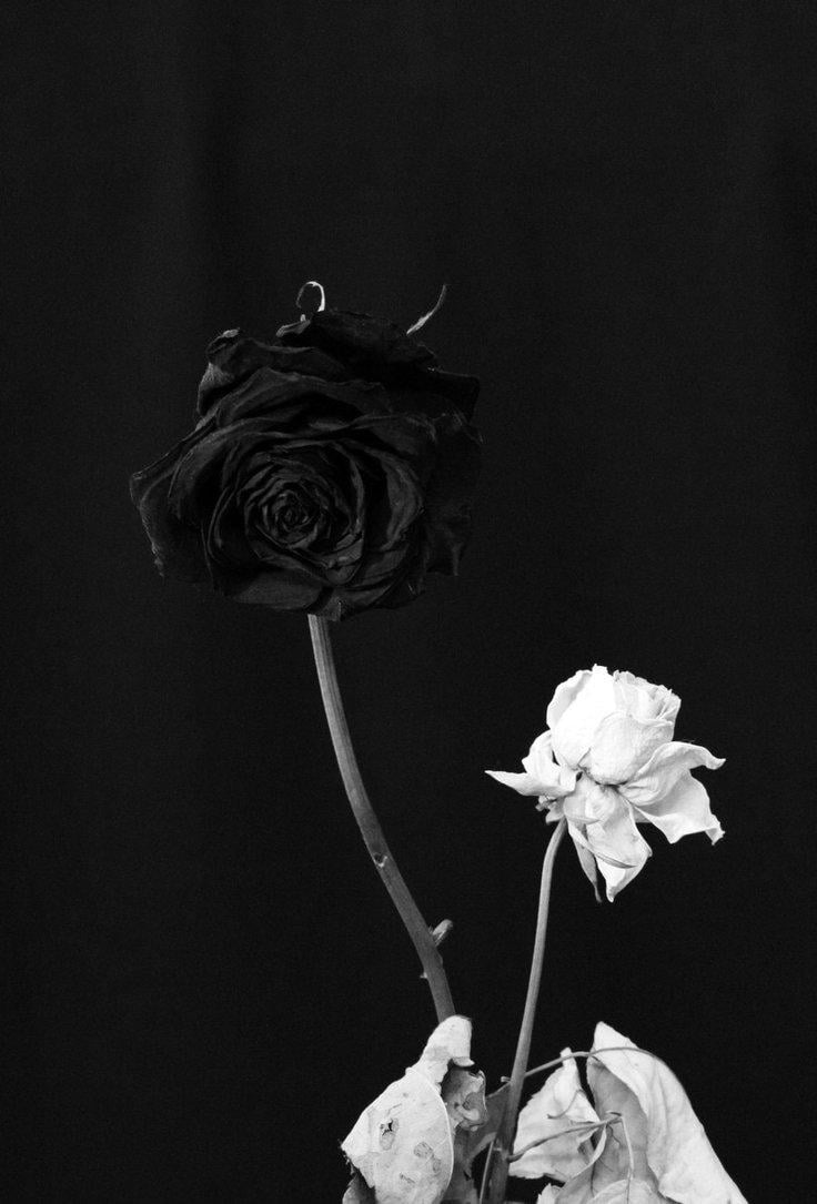 A black and white photo of two roses. - Black rose