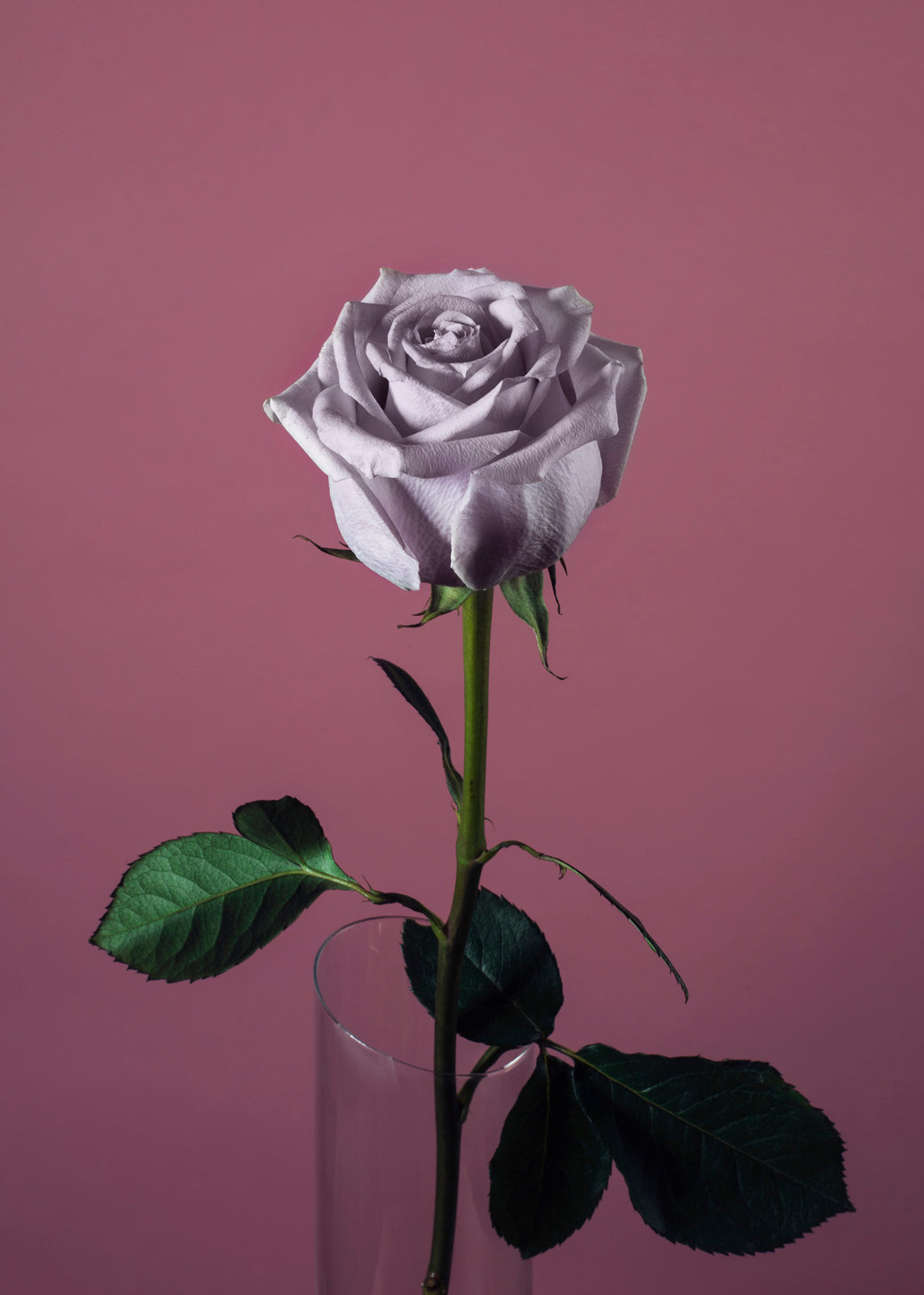 A single purple rose in a vase against a pink background. - Black rose