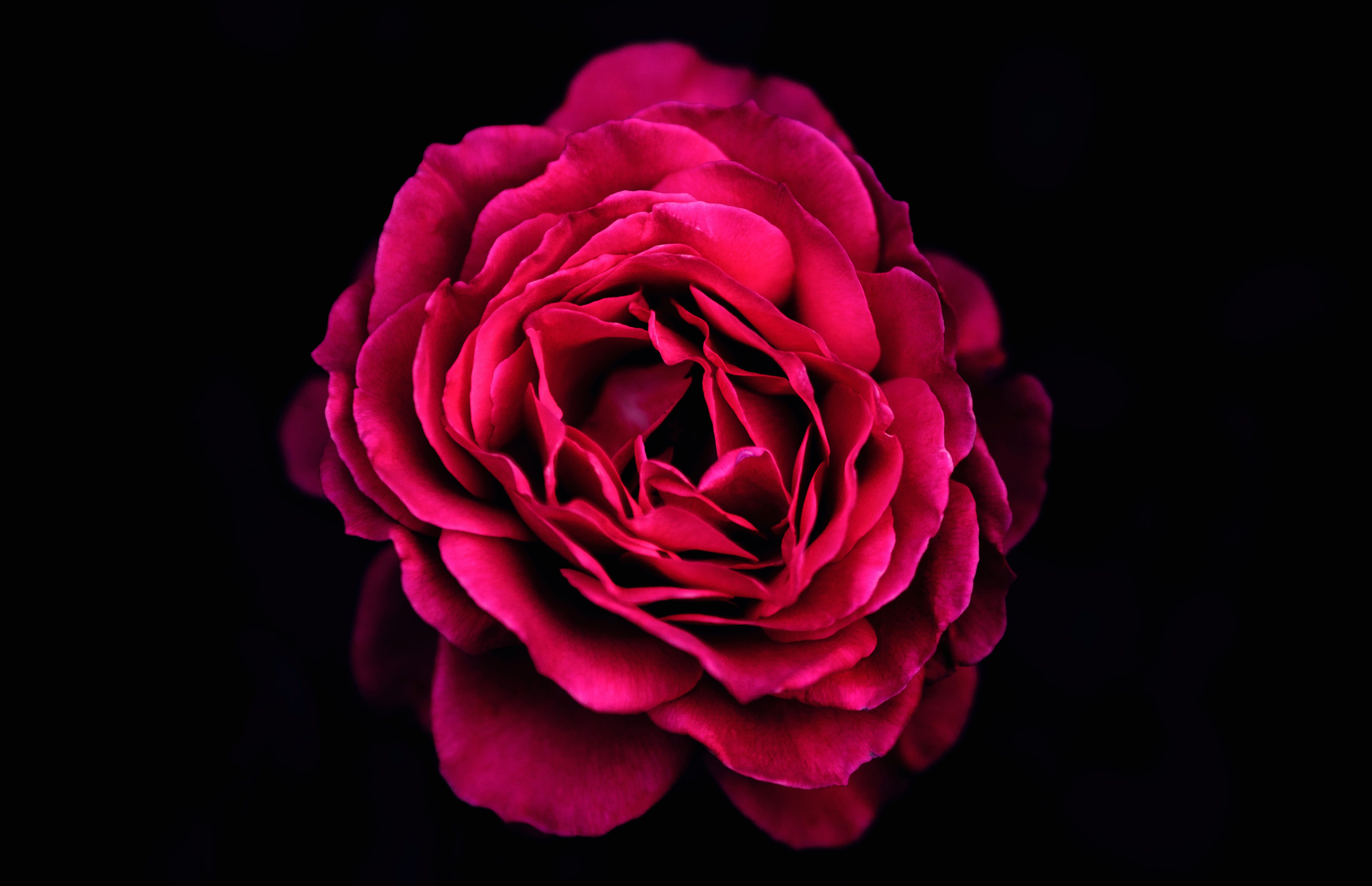 5795x3744 plant, pink, flower, italy, red, black, dark, pergine valsugana, violet, floral, petal, person, Creative Commons image, rose, human, blossom, design, people, flora, rose petal, bloom Gallery HD Wallpaper