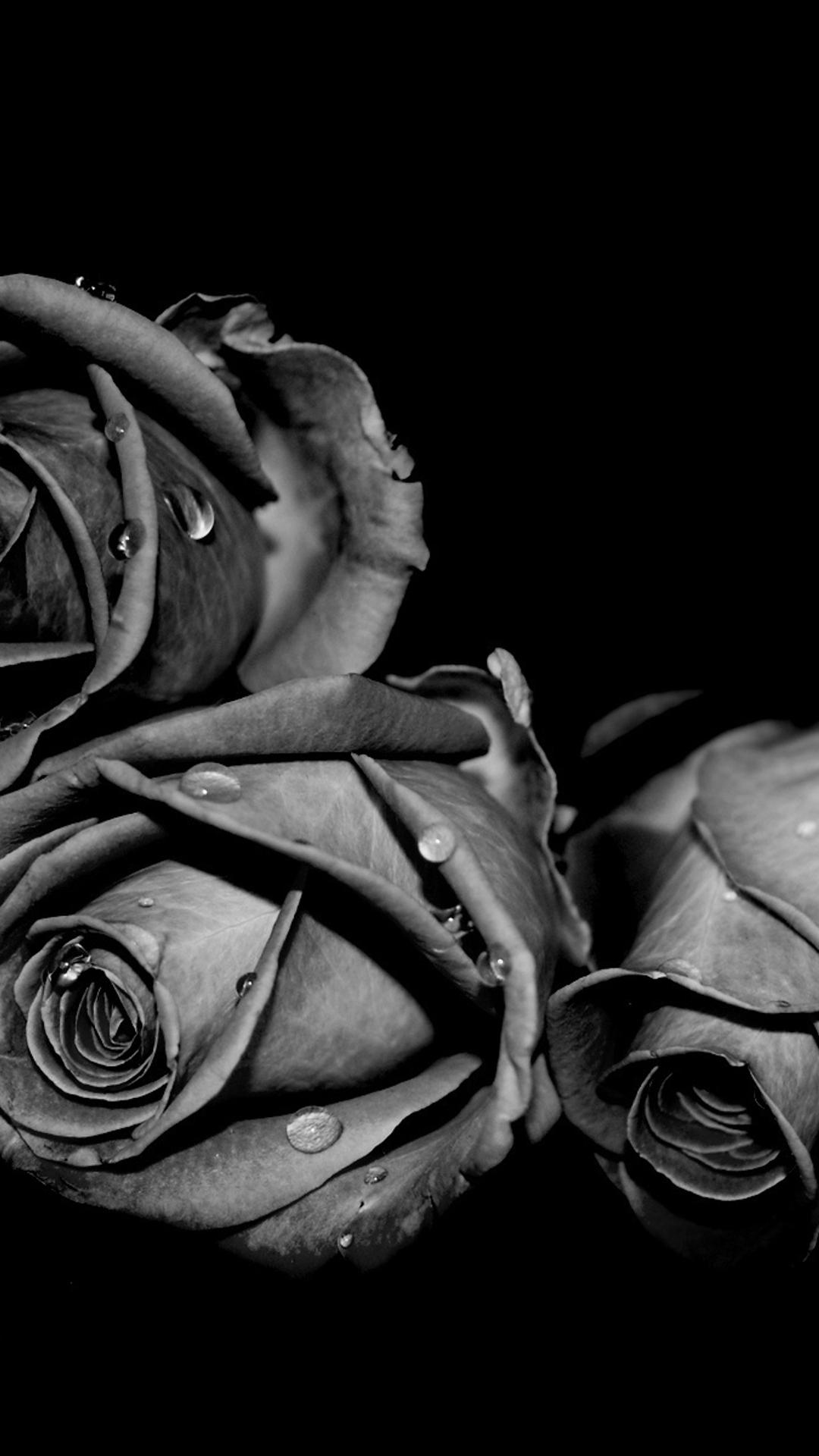 A black and white photo of three roses - Black rose