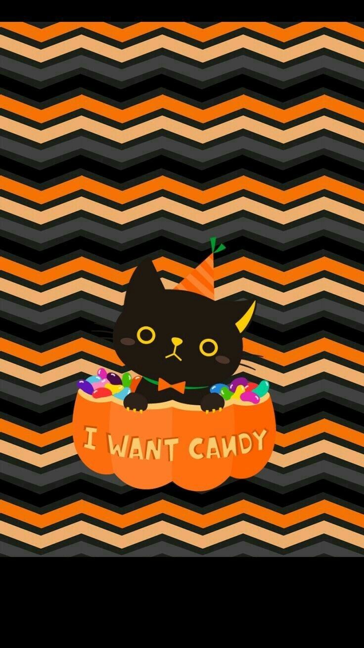 Halloween wallpaper with a black cat in a pumpkin - Cute Halloween
