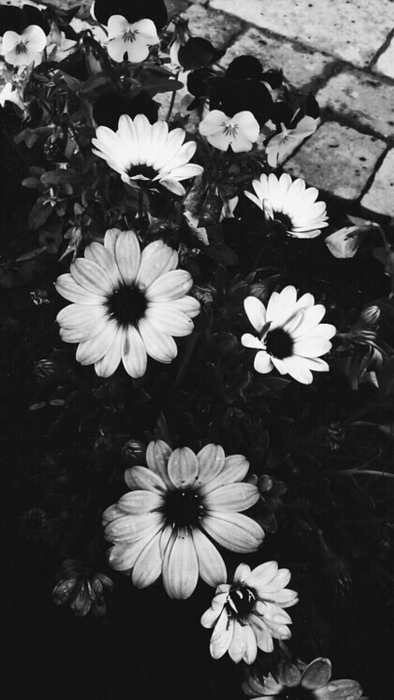 Aesthetic Black, White Flowers, white, flowers, plants, HD phone wallpaper