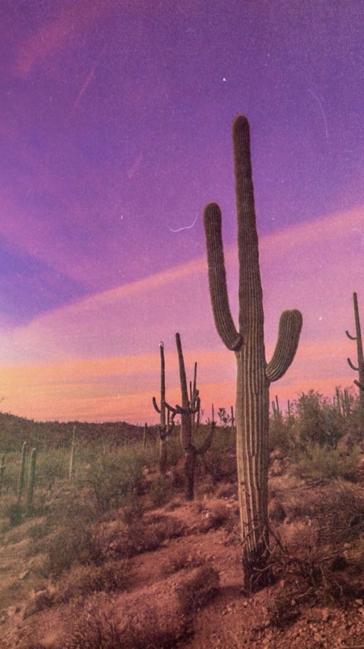 A cactus in the desert with purple sky - Desert