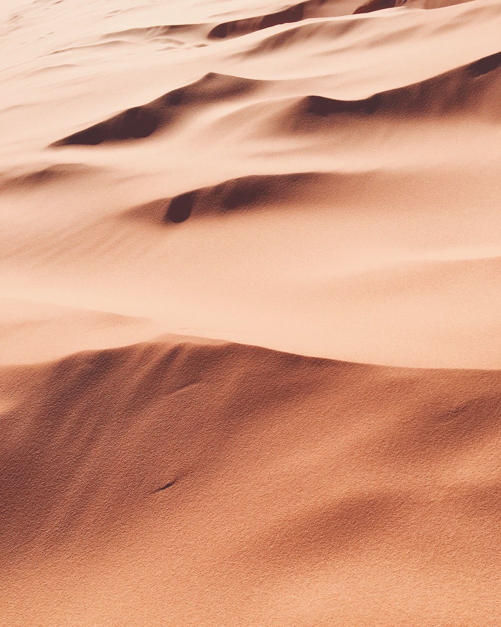 A sand dune in the desert with a small bird in the lower left corner. - Desert