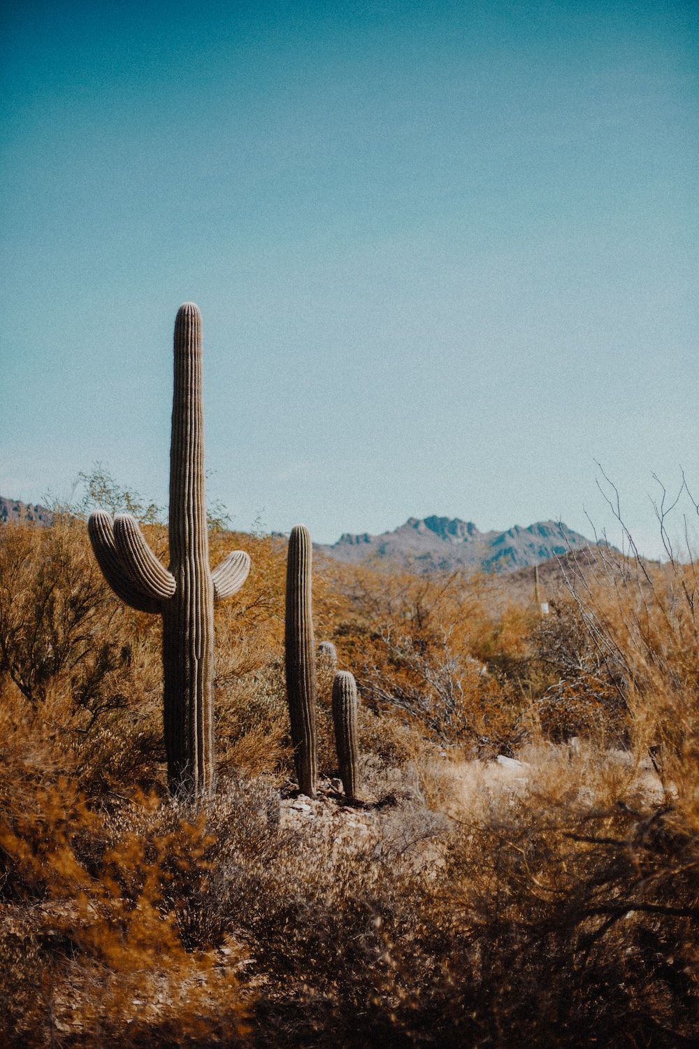 Cactus Desert Picture. Download Free Image