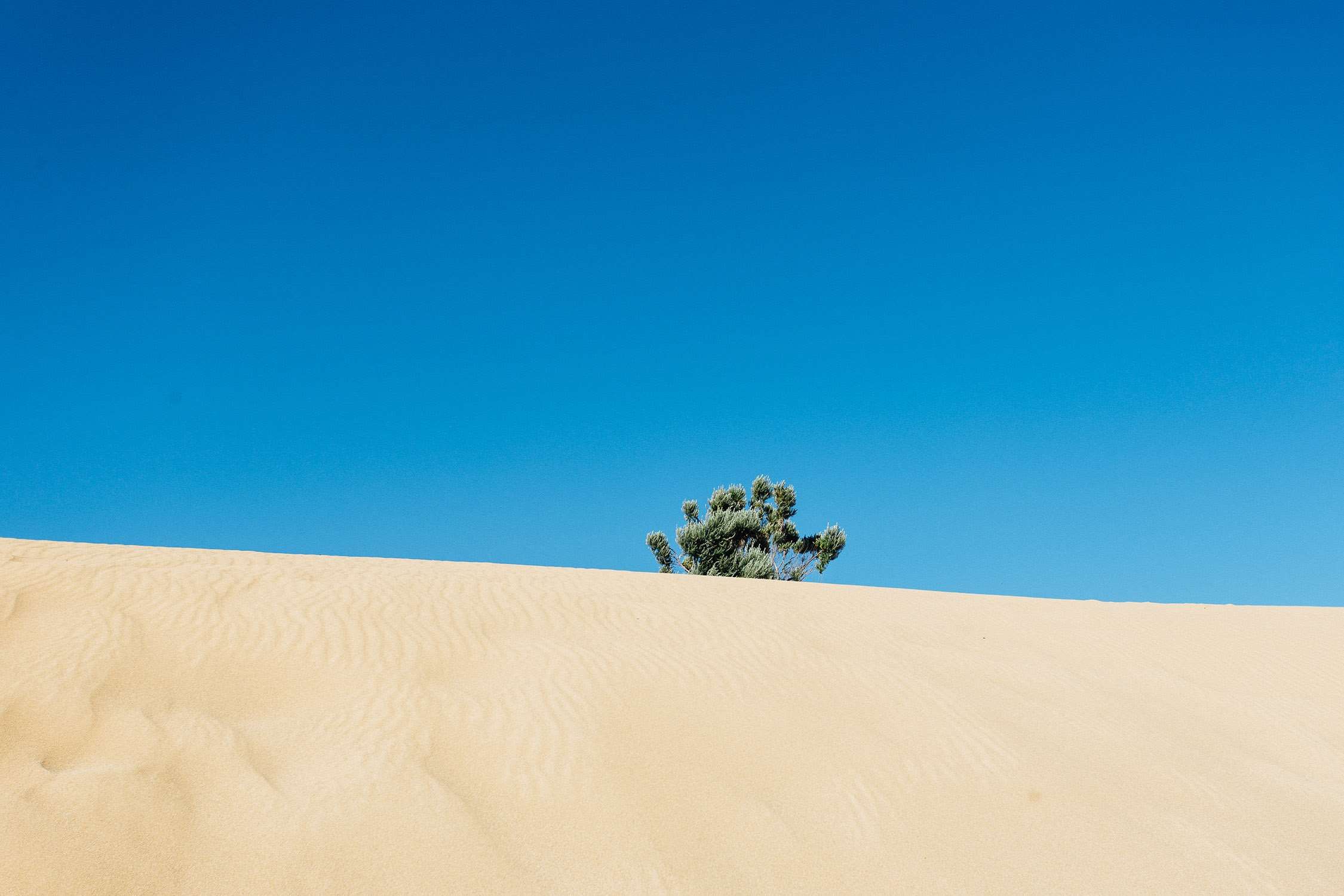 A lone tree on top of sand dunes - Desert