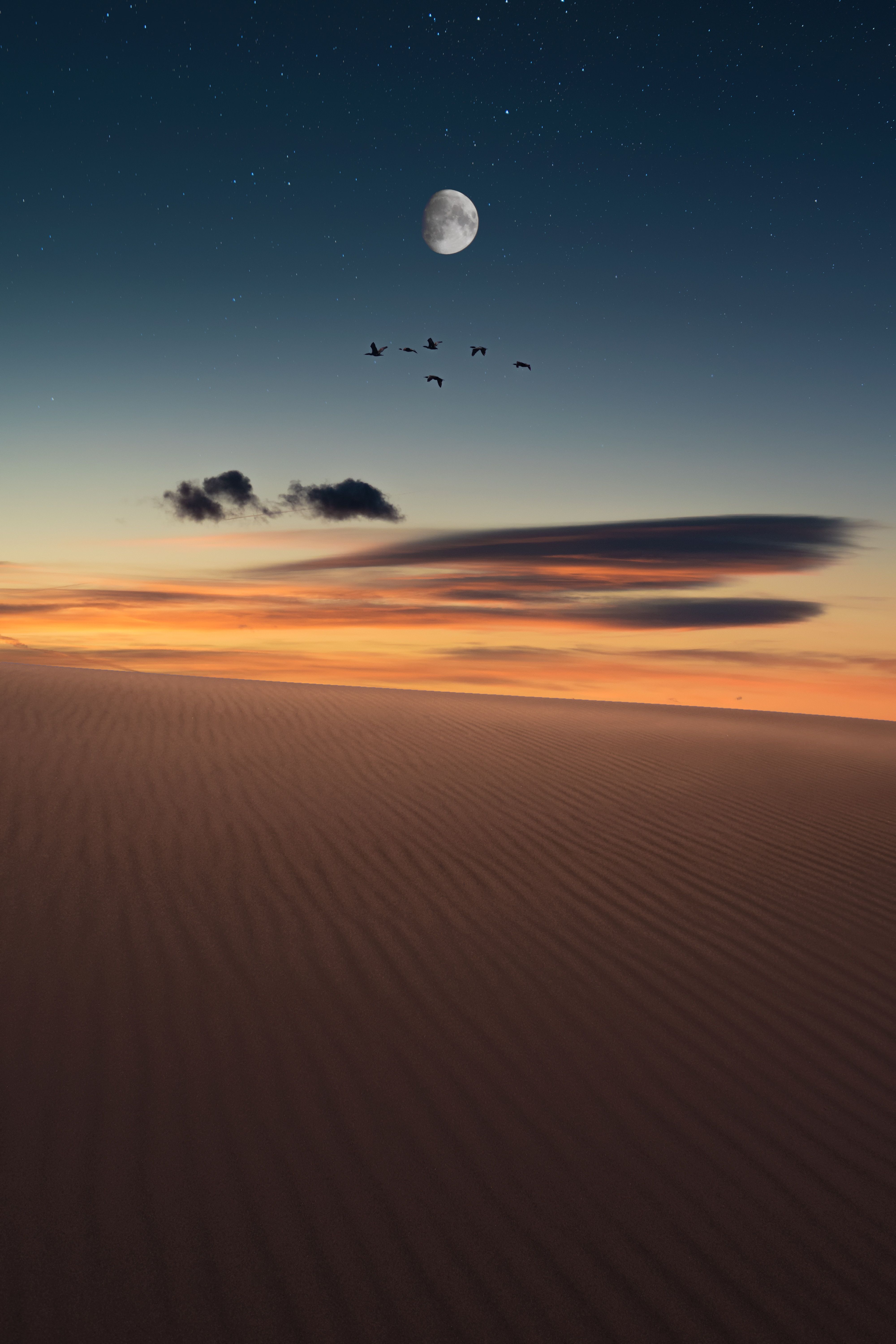 A full moon and a flock of birds flying over a desert at night. - Desert