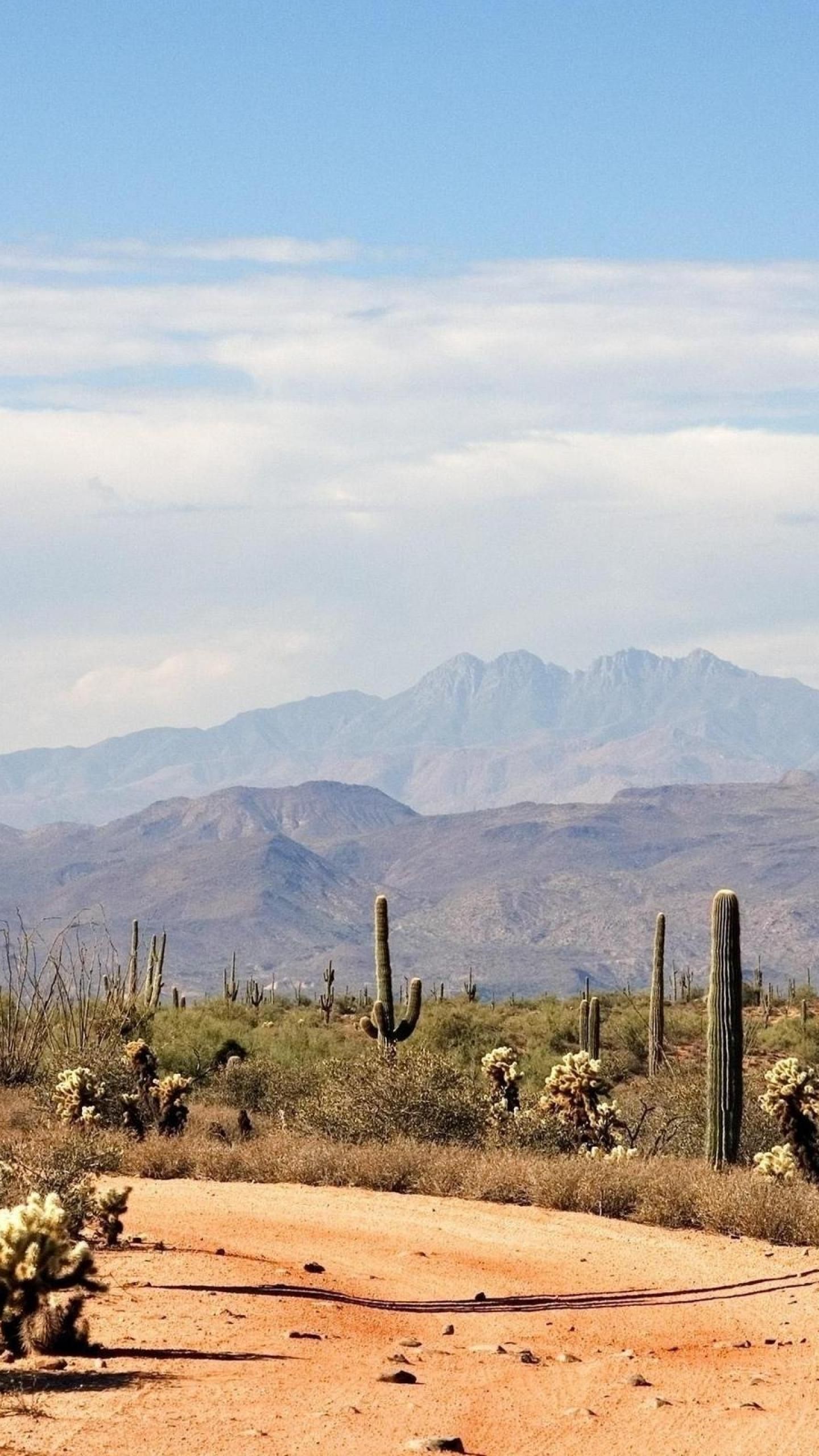 A dirt road with cacti and mountains in the background. - Desert