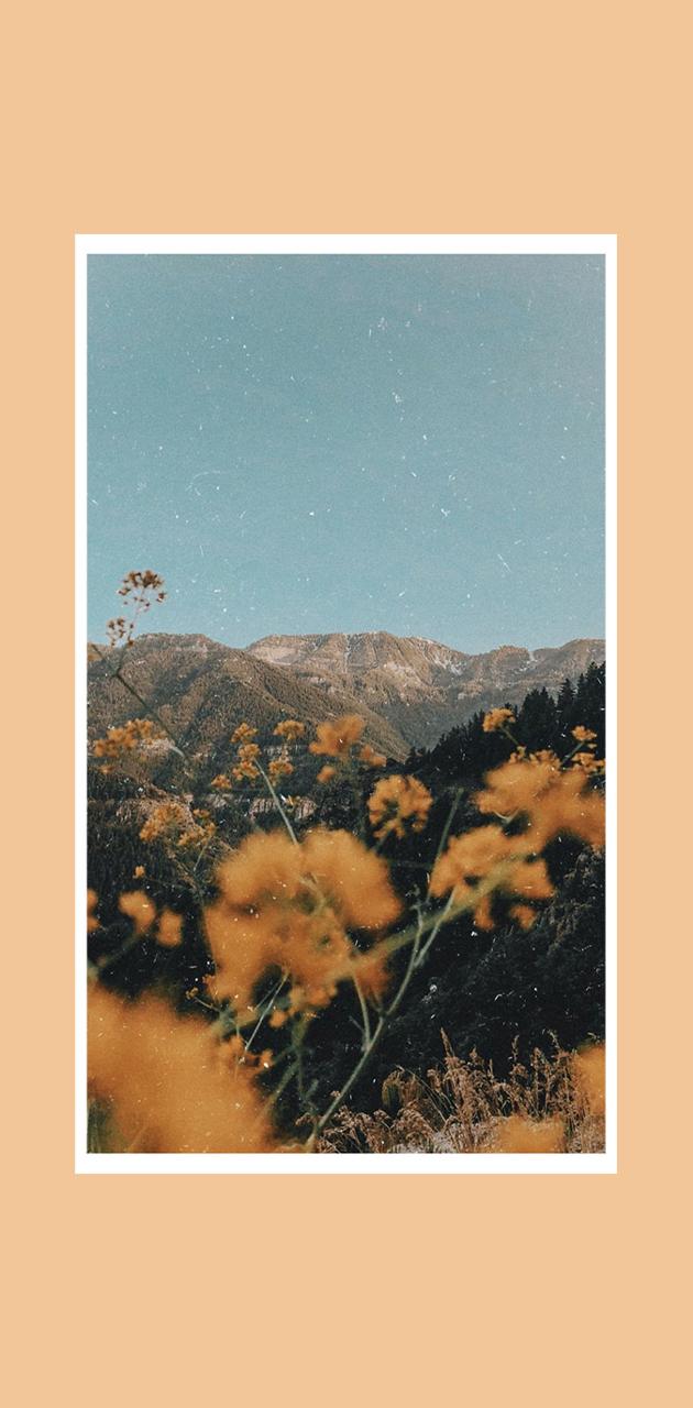 A photo of some yellow flowers on top - Desert