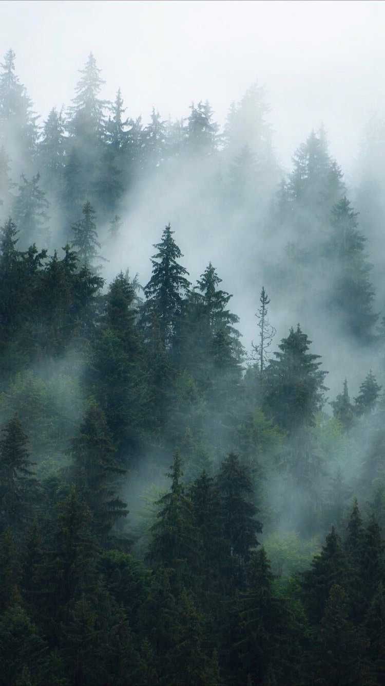 Foggy Forest Wallpaper Discover more Fog Forest, Foggy Forest, Forest, Landscape, Misty Forest wallpaper. ht. Fond d'écran forêt, Peinture de lion, Forêt brumeuse