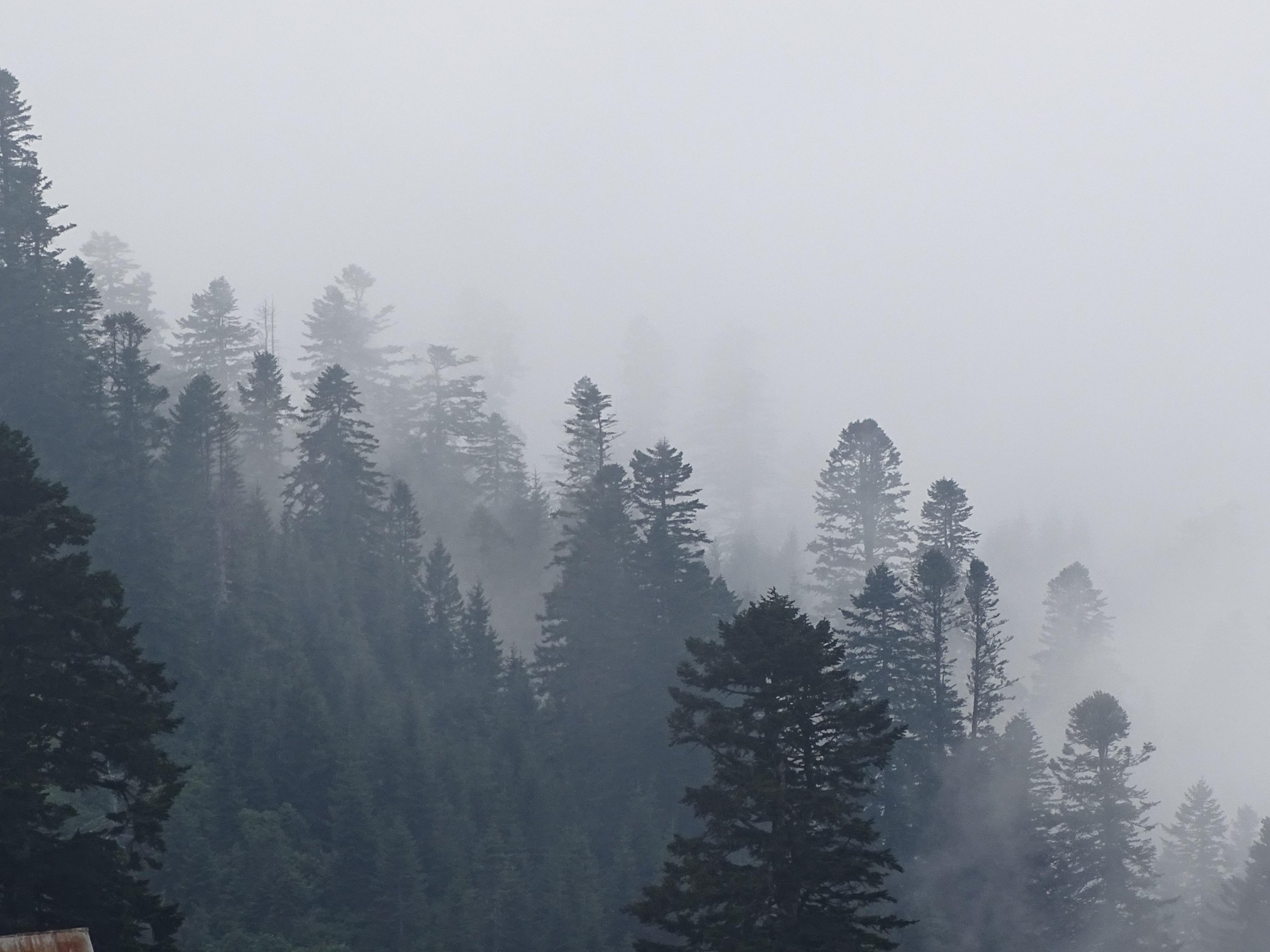 Foggy Trees in Forest Wallpaper, Android & Desktop Background
