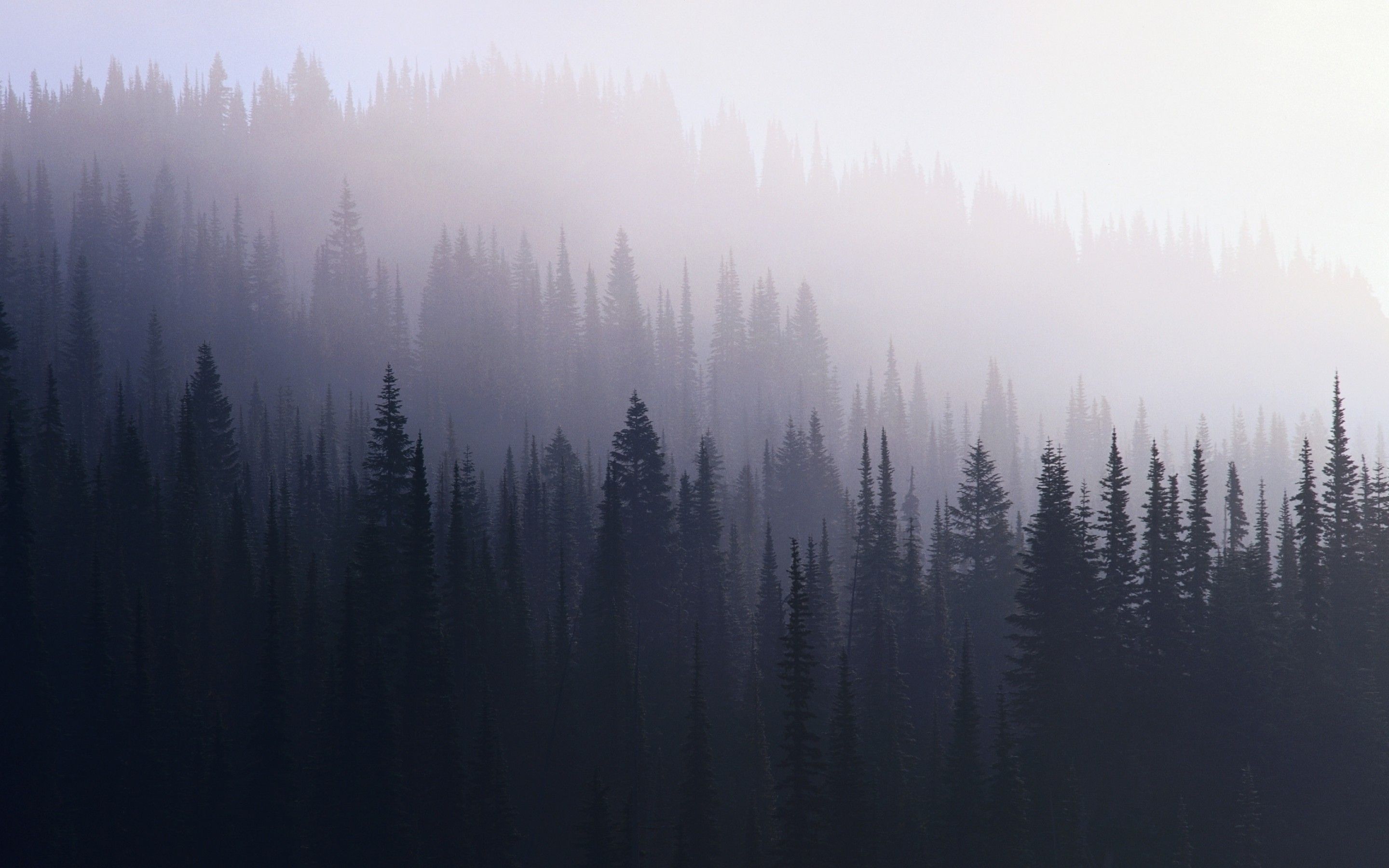 A foggy forest of evergreen trees in the mountains. - Foggy forest